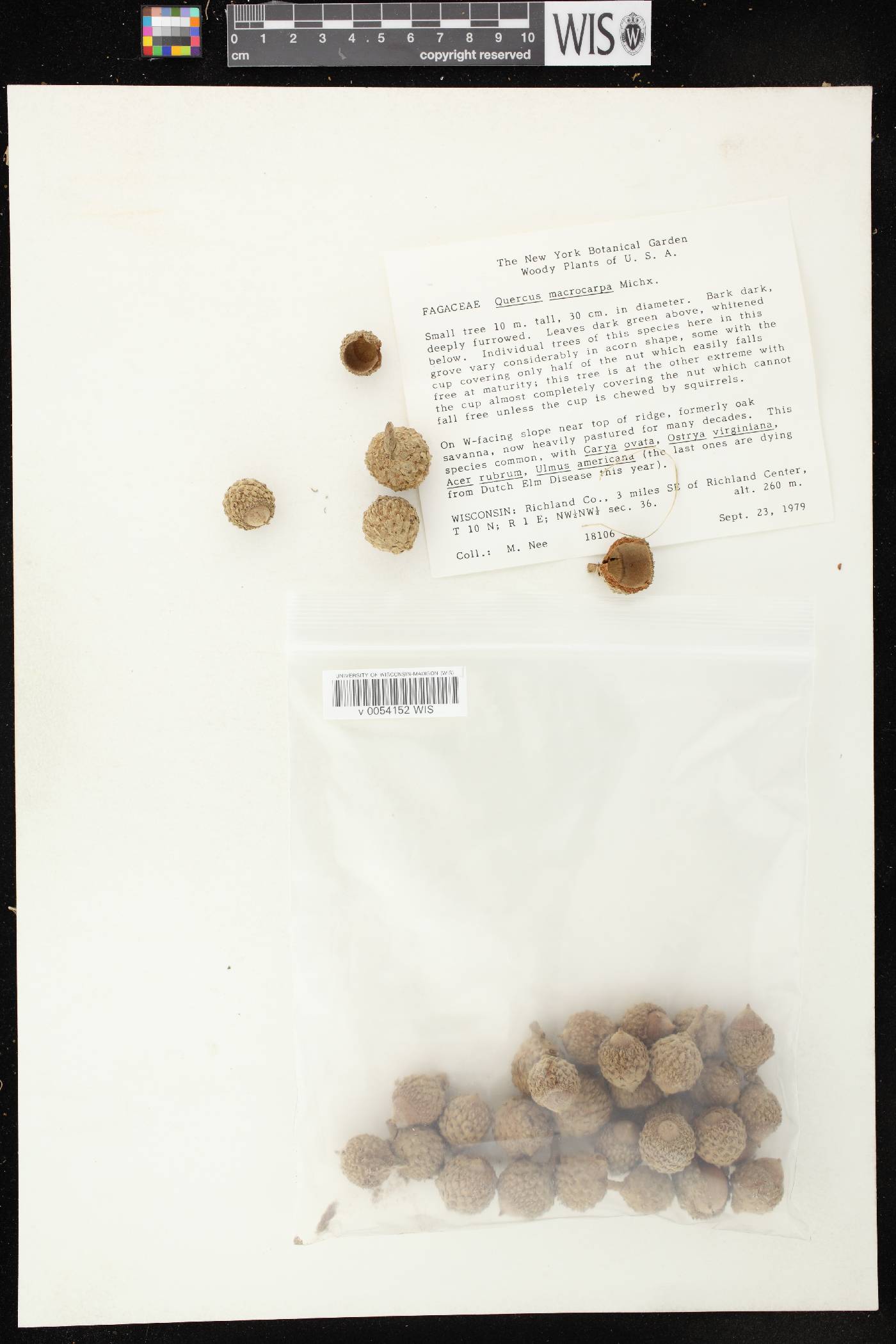 Quercus macrocarpa image