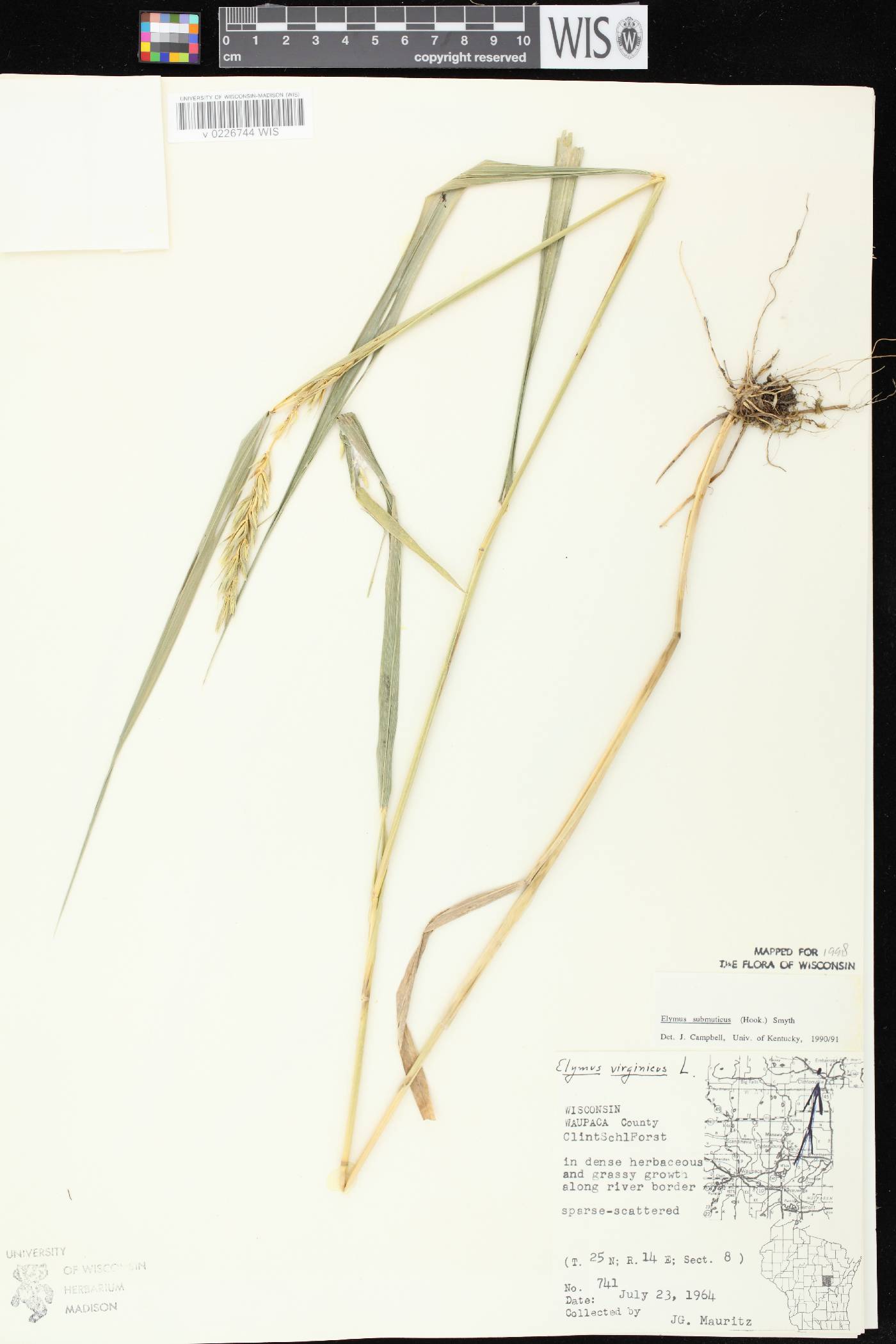 Elymus curvatus image