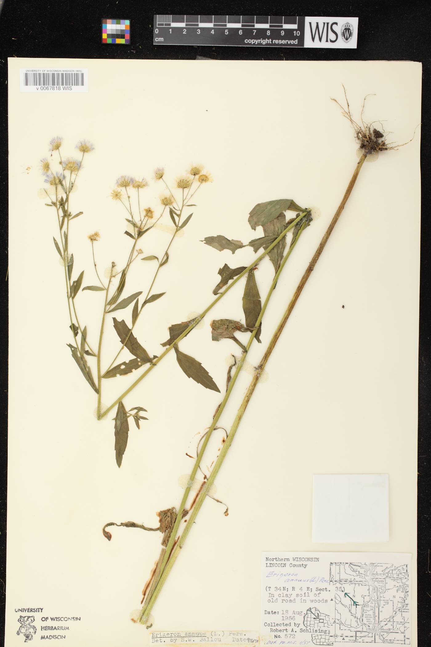 Erigeron annuus image