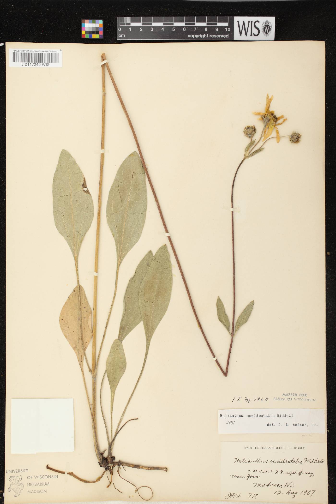 Helianthus occidentalis subsp. occidentalis image