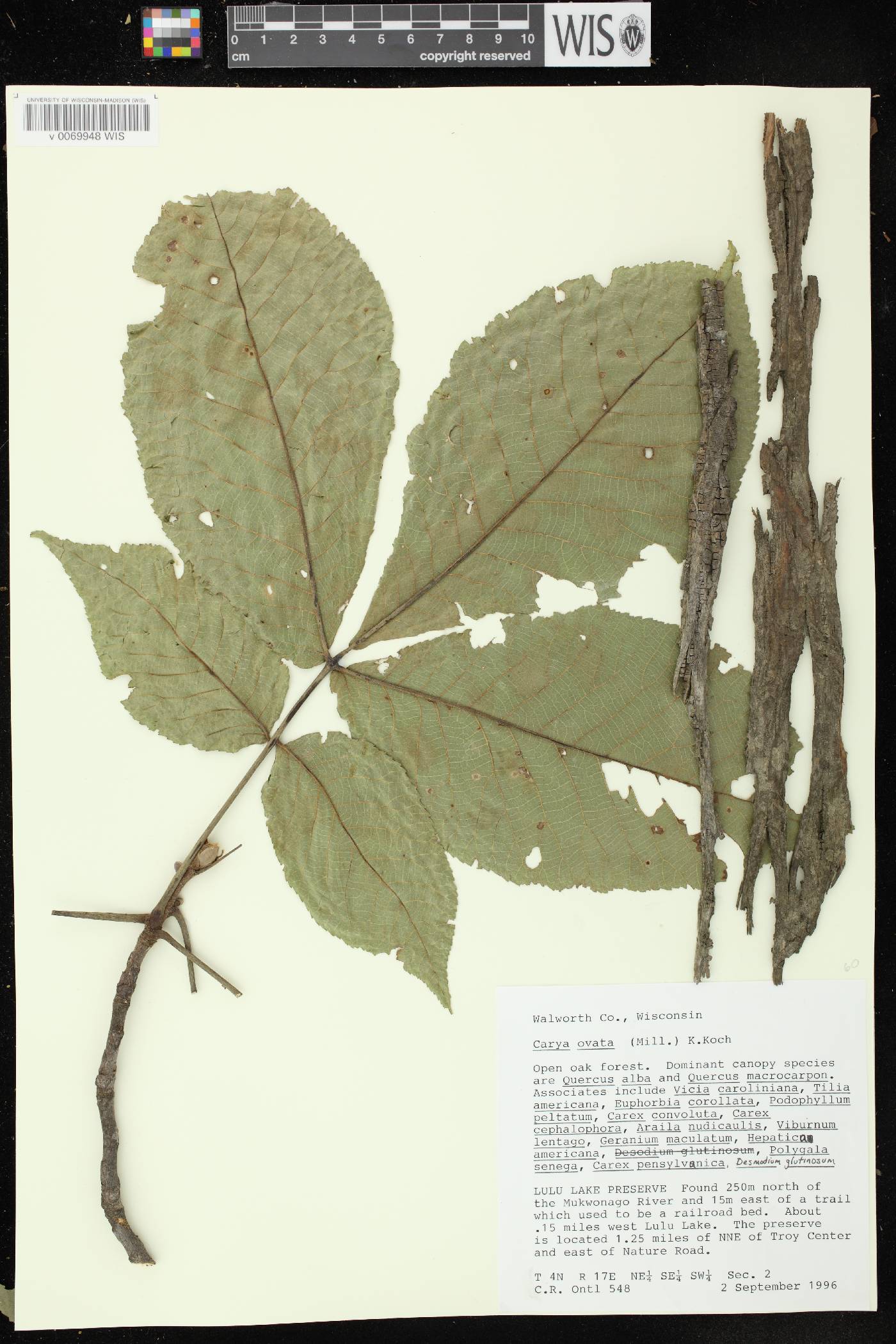 Carya ovata image