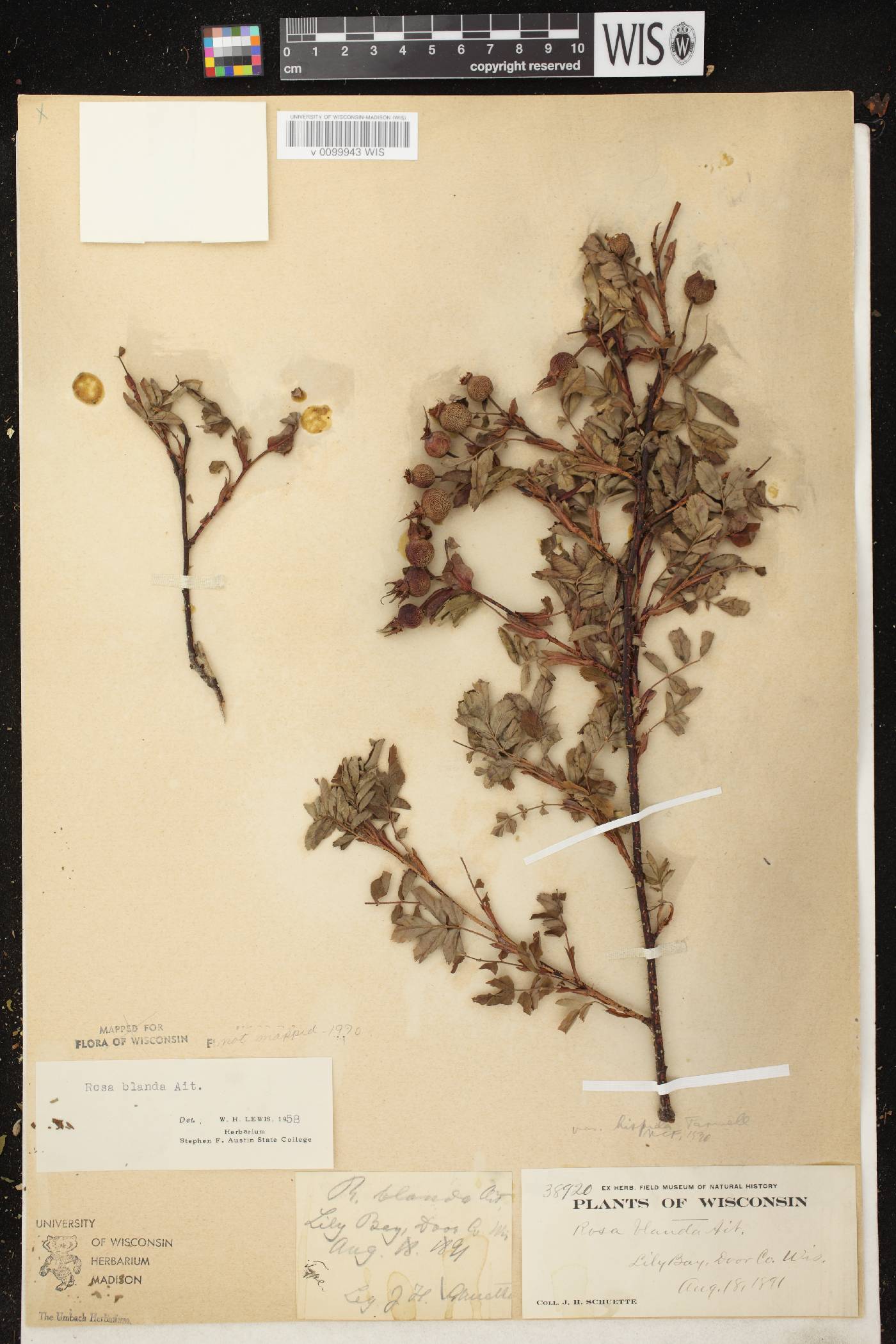 Rosa blanda image