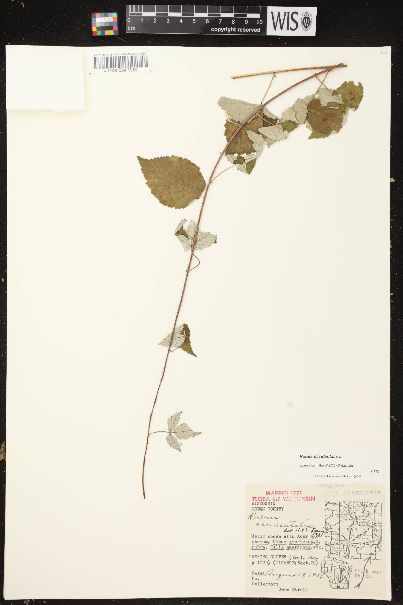 Rubus occidentalis image