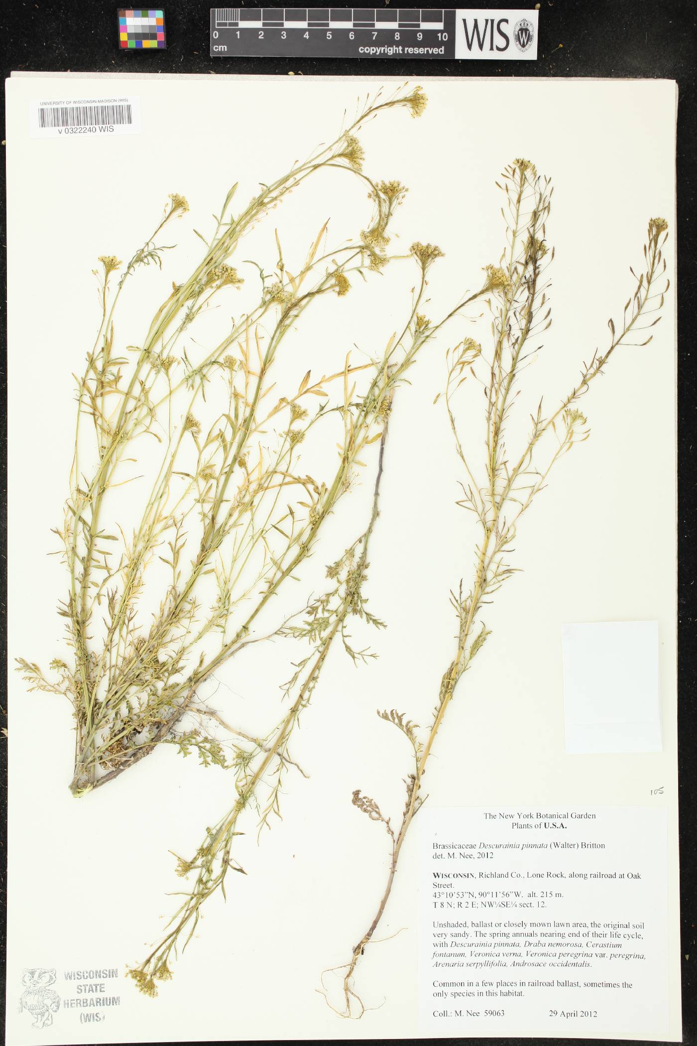 Descurainia pinnata image