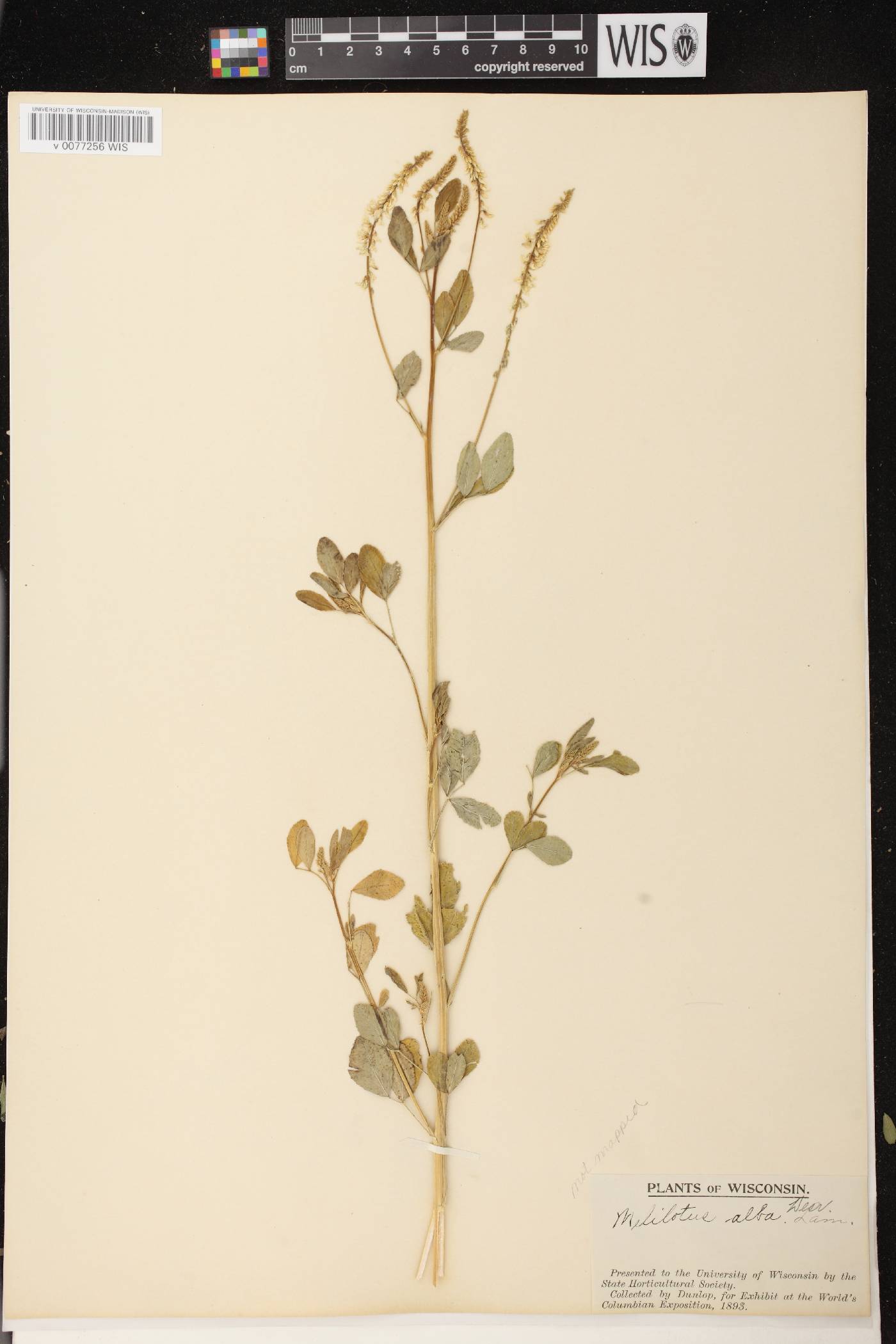 Melilotus albus image