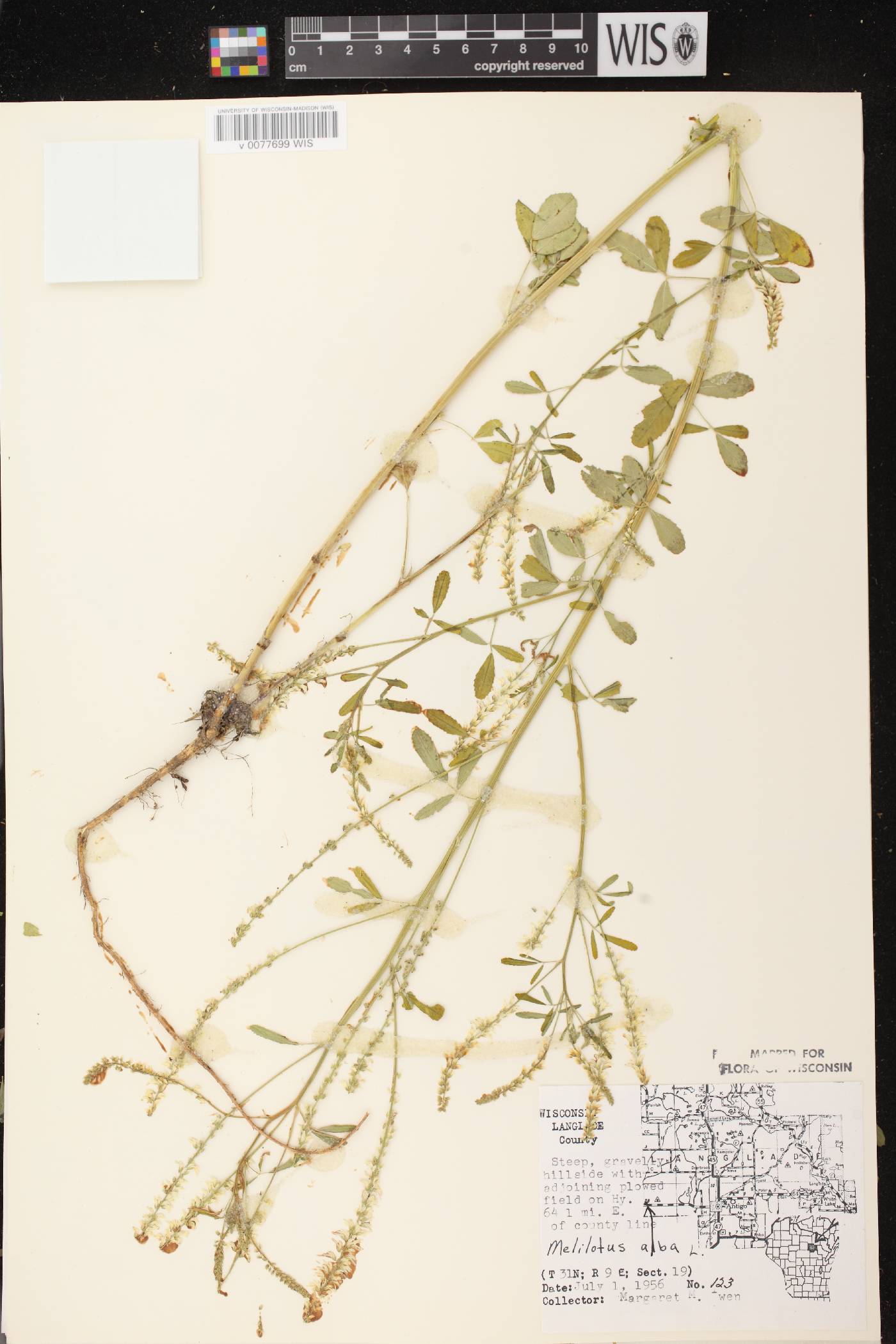 Melilotus albus image