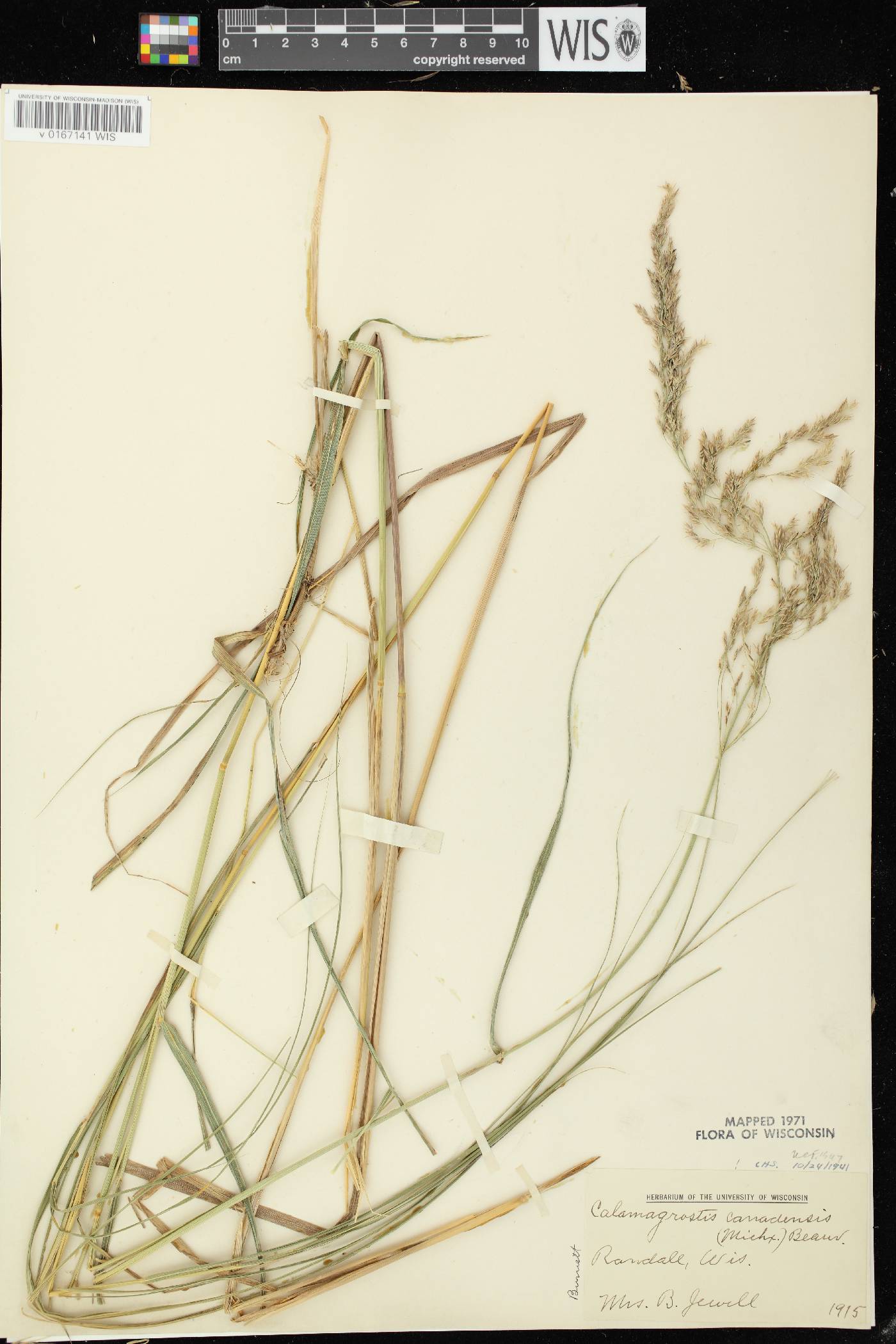 Calamagrostis canadensis var. canadensis image