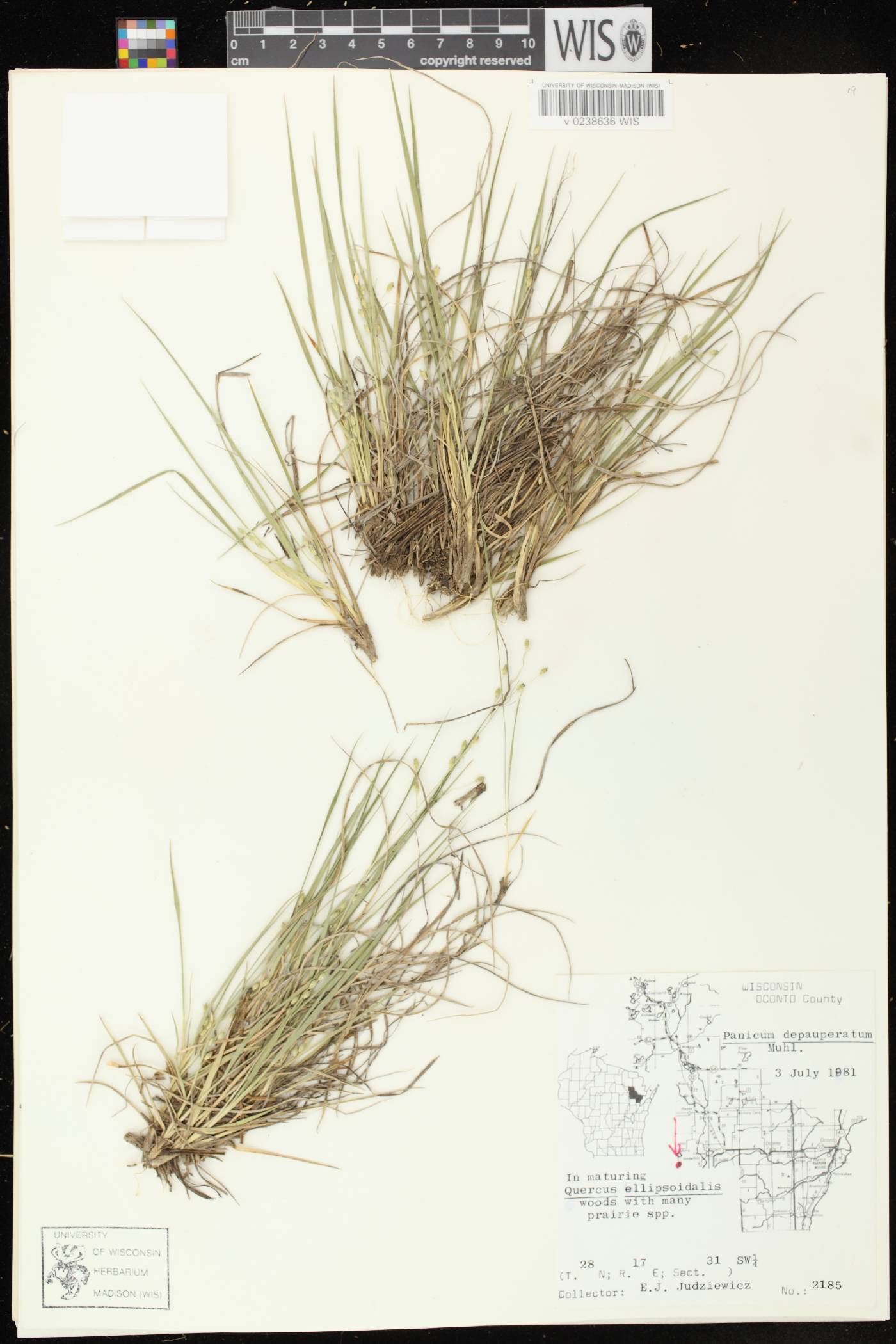 Dichanthelium depauperatum image