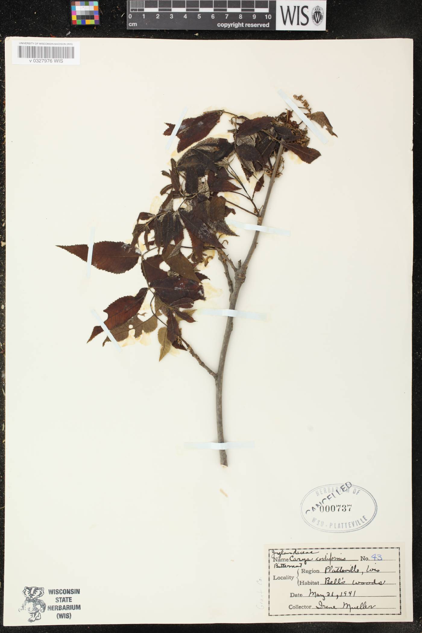 Carya cordiformis image