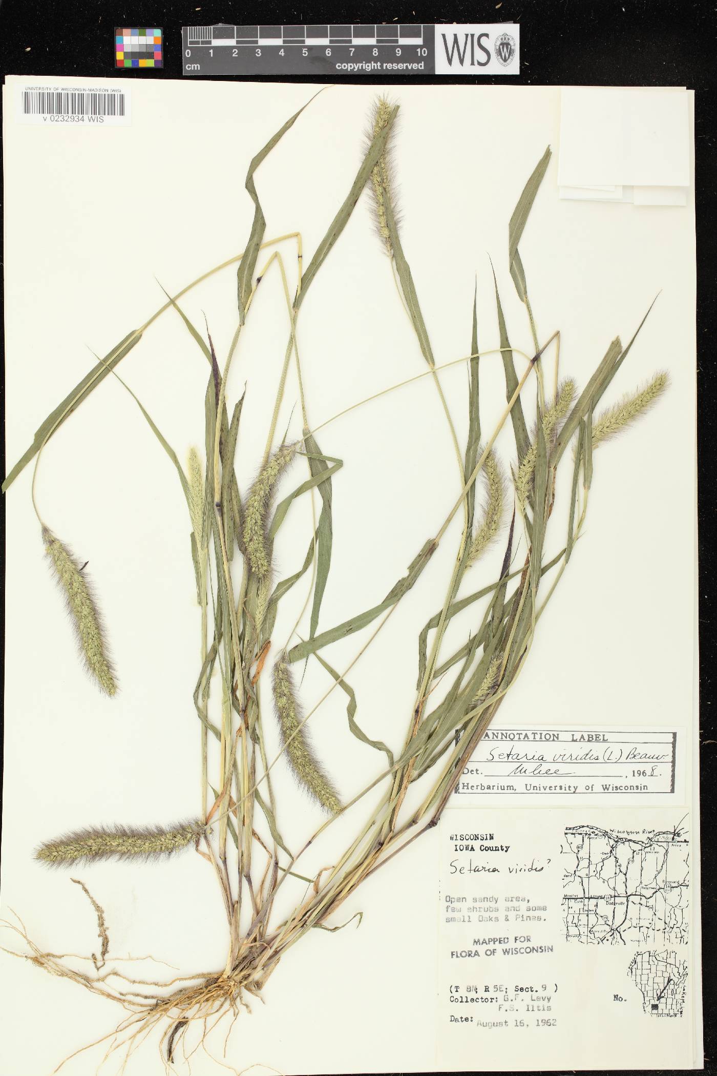 Setaria viridis image