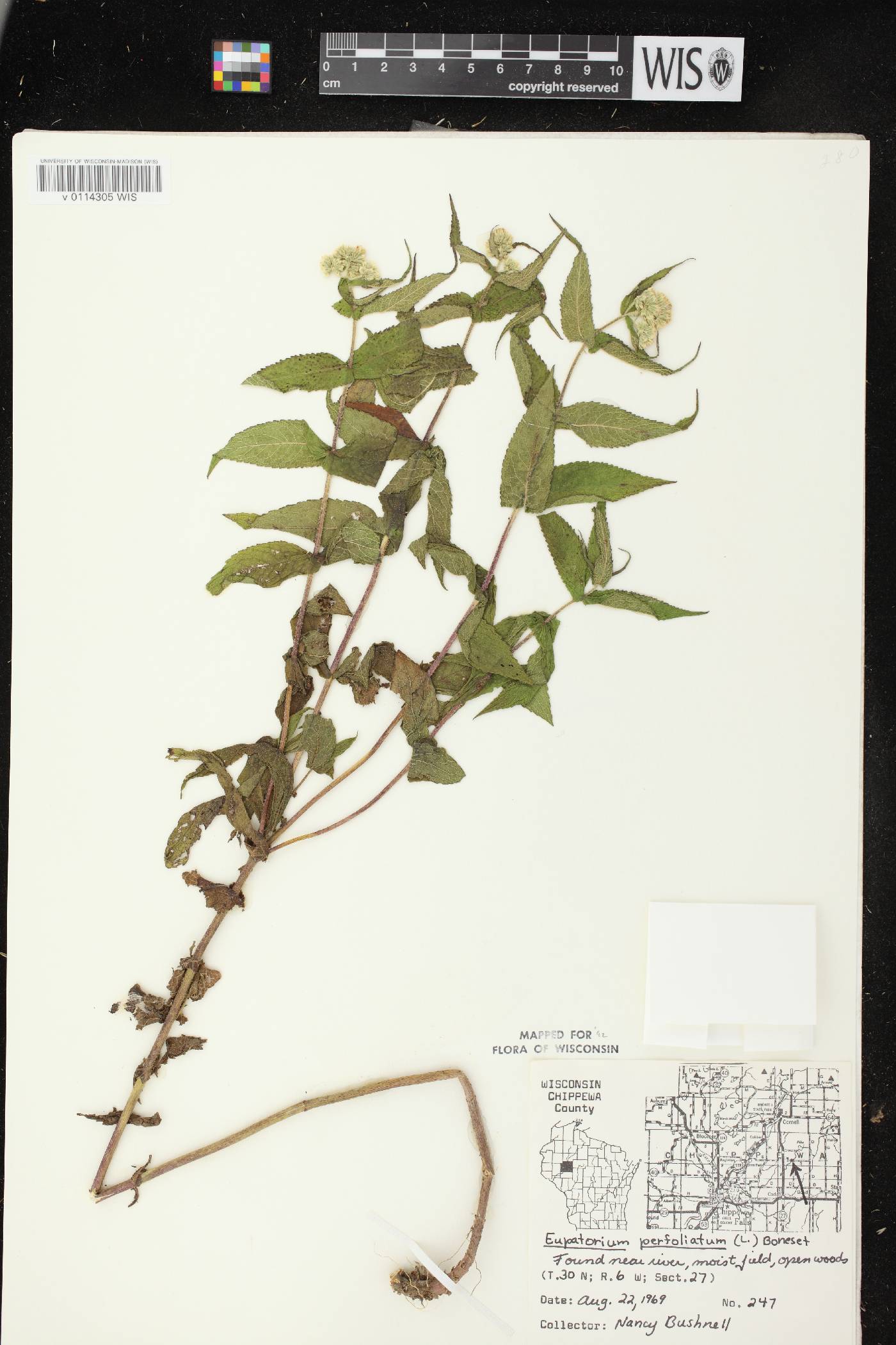 Eupatorium perfoliatum image