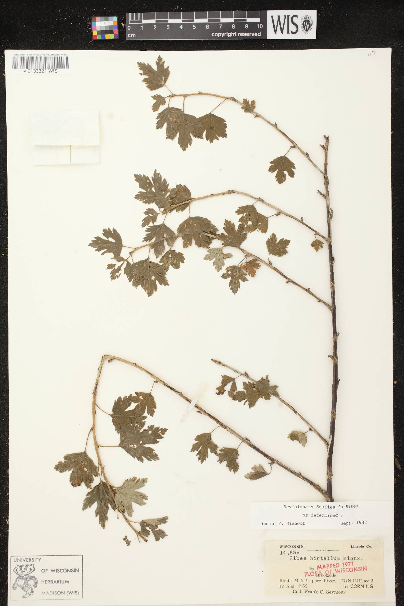 Ribes hirtellum image