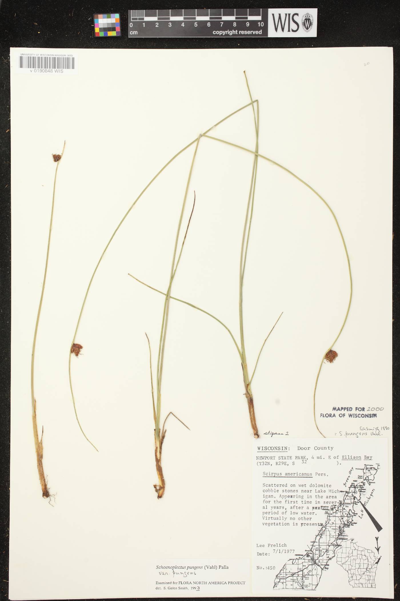Schoenoplectus pungens image