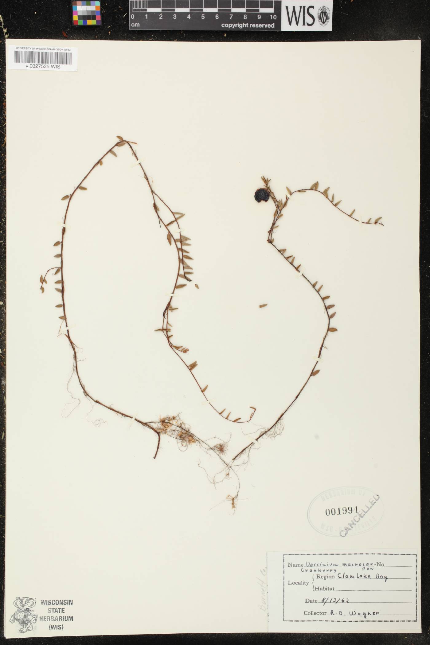 Vaccinium macrocarpon image