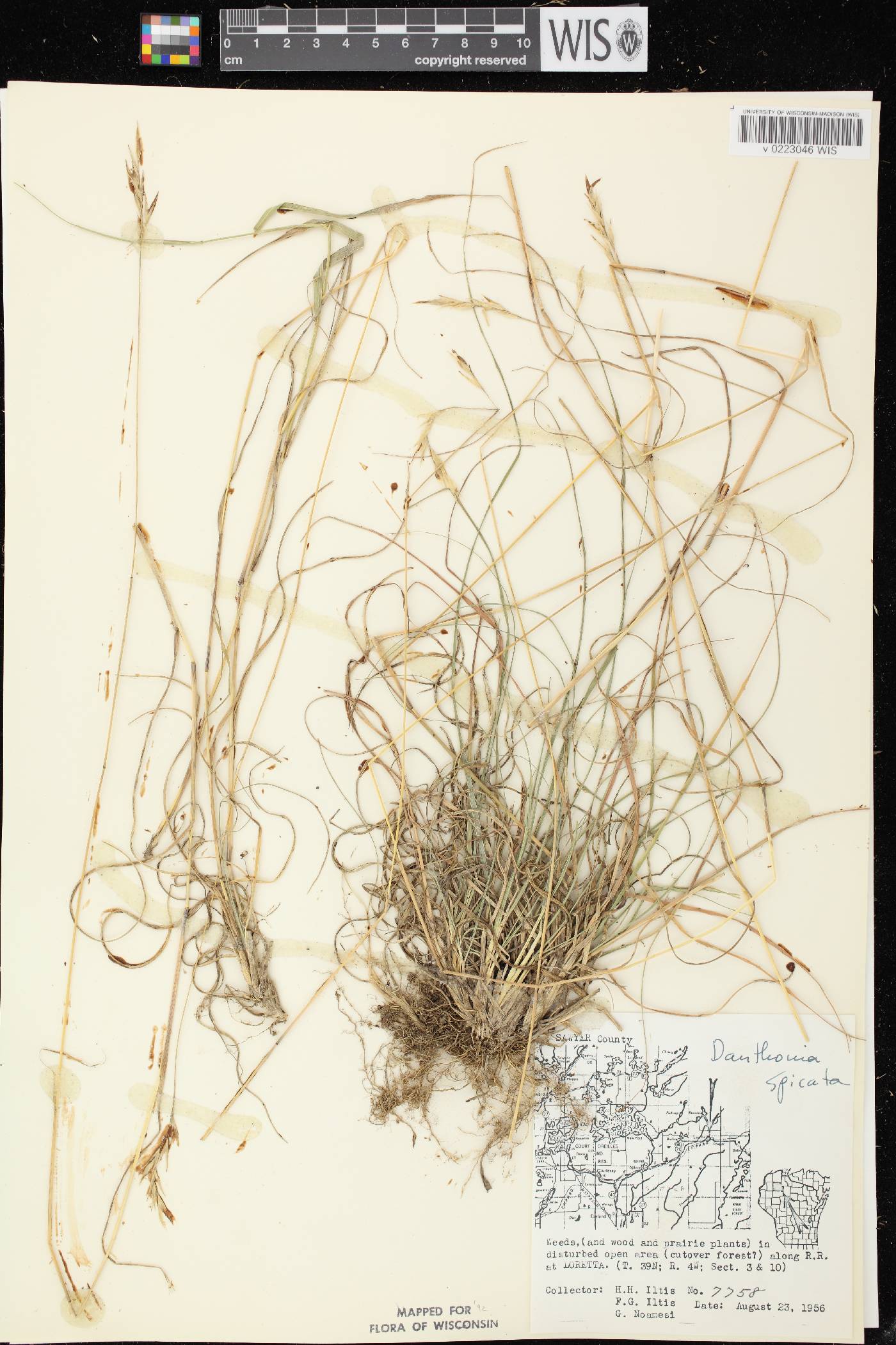 Danthonia spicata image