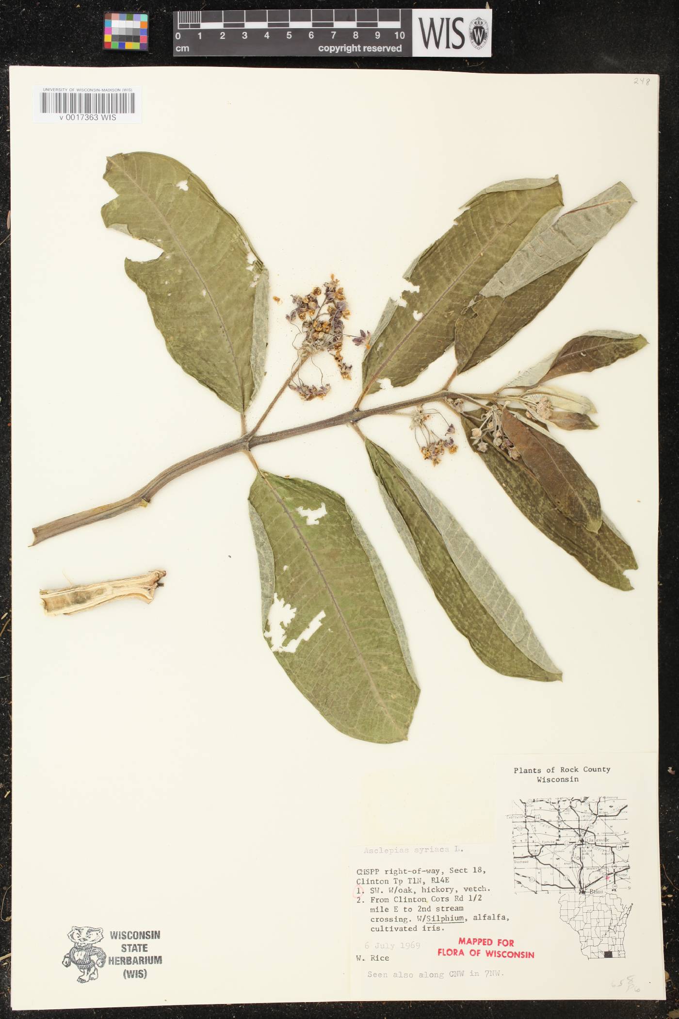Asclepias syriaca image