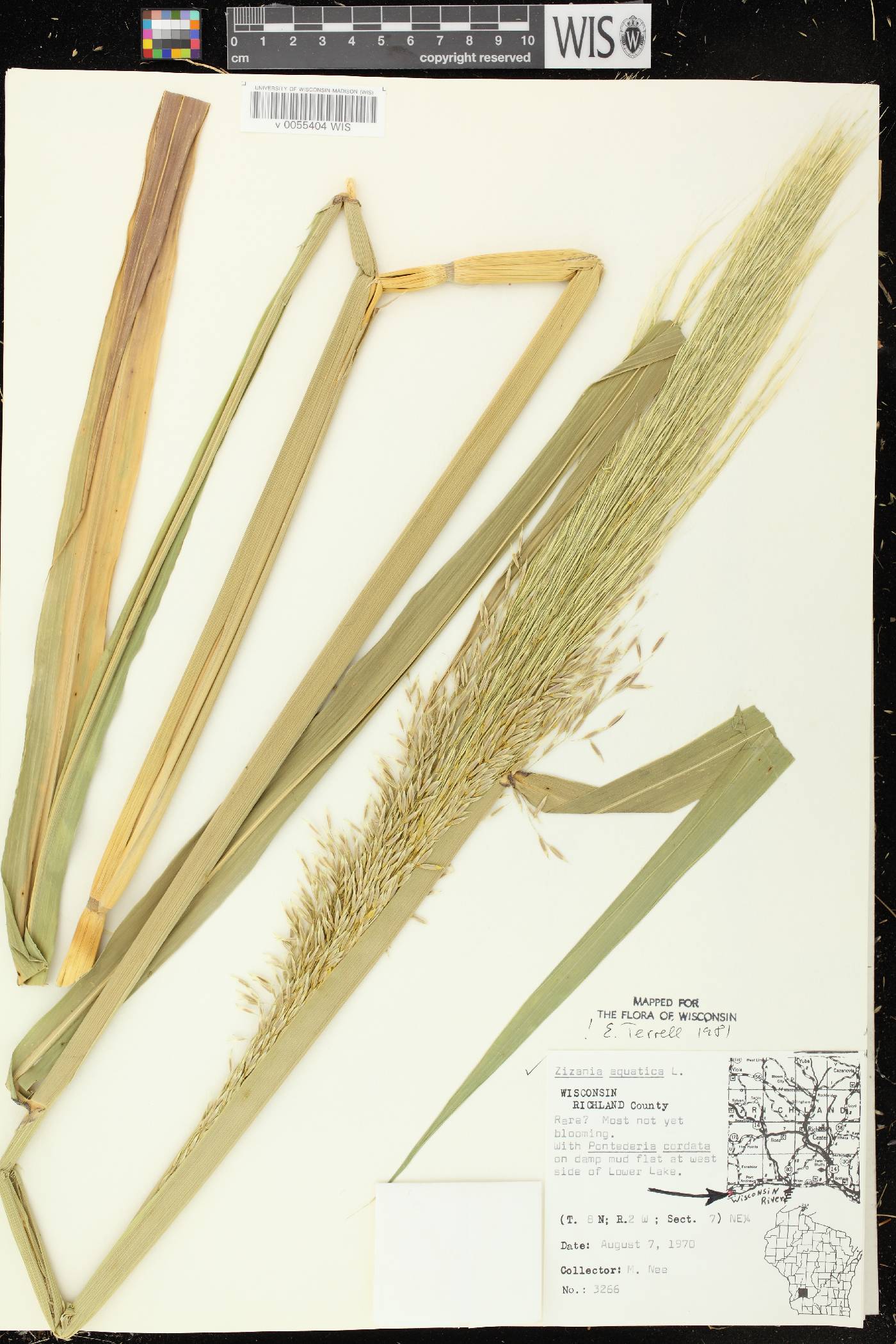 Zizania aquatica image