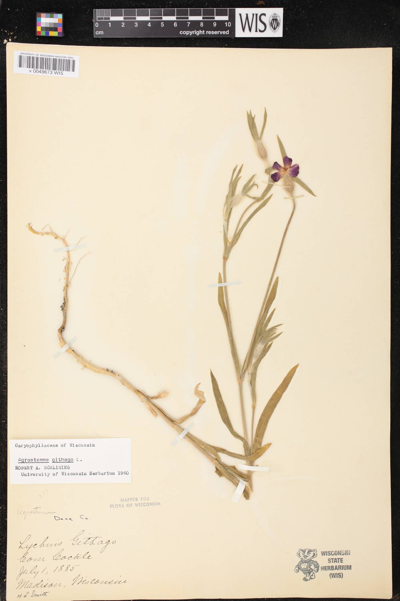 Agrostemma githago image