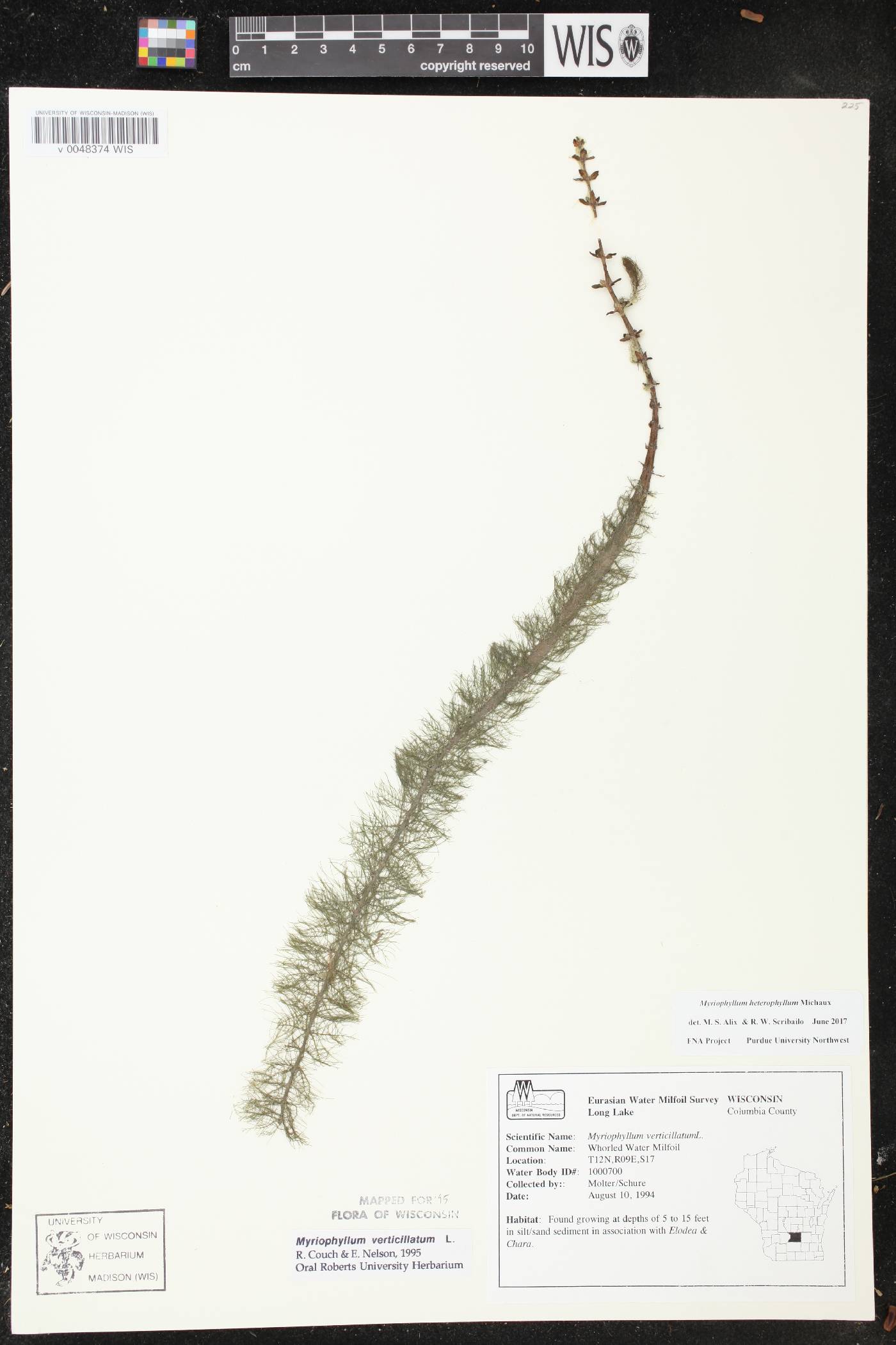 Myriophyllum verticillatum image