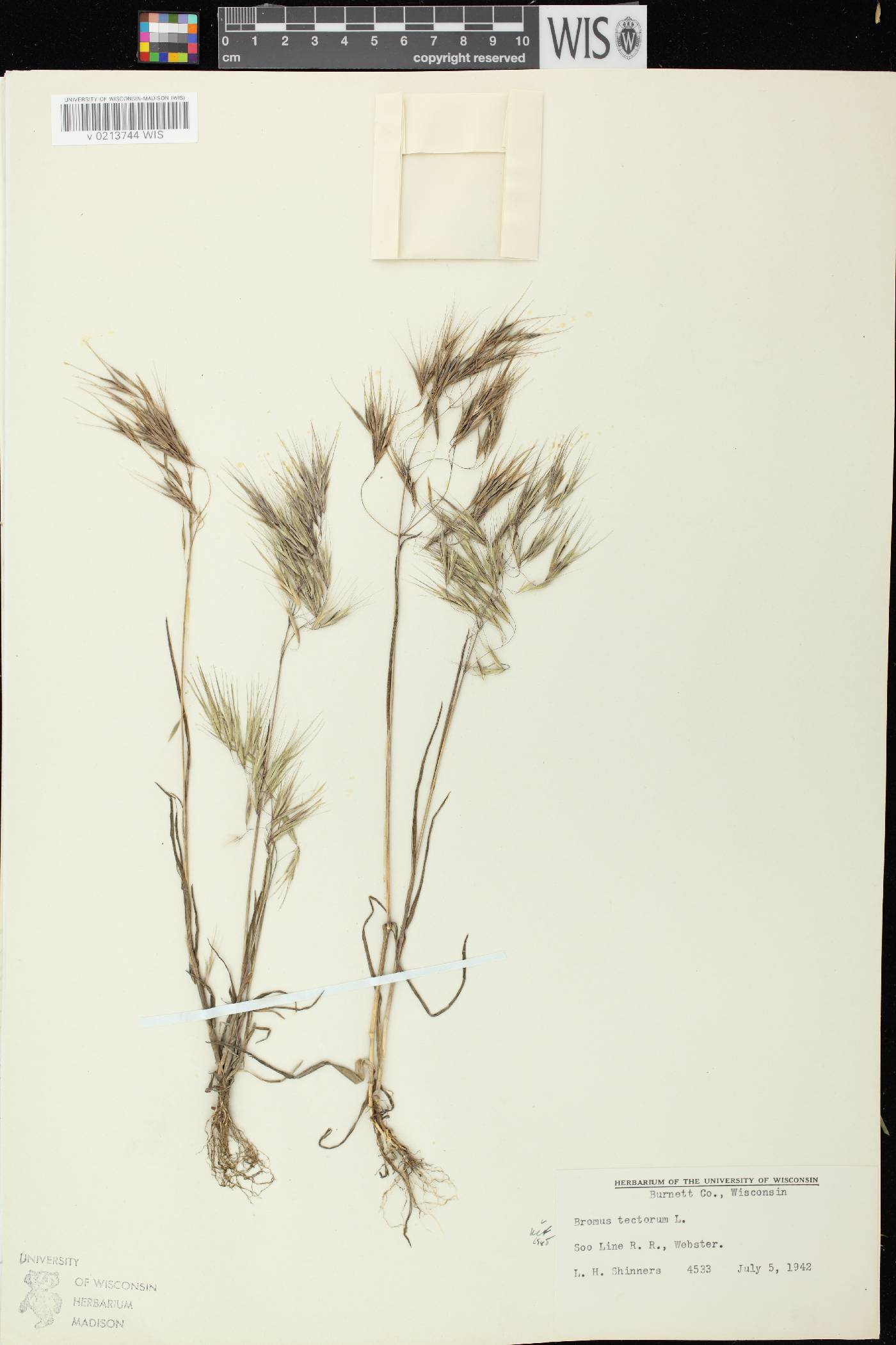 Bromus tectorum image