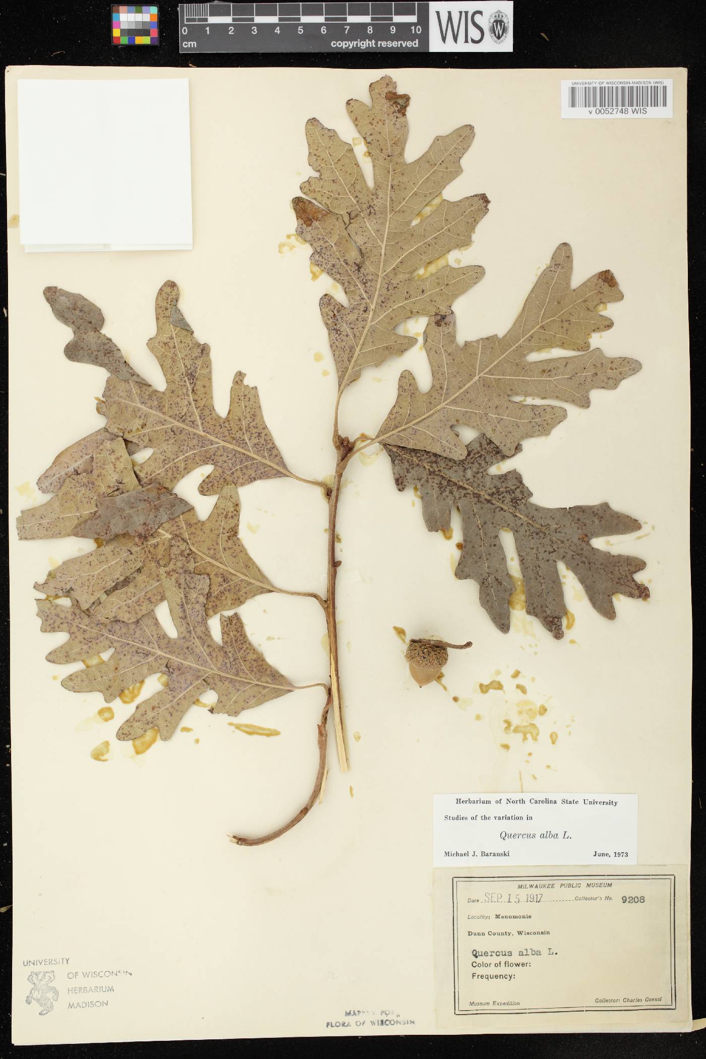 Quercus alba image