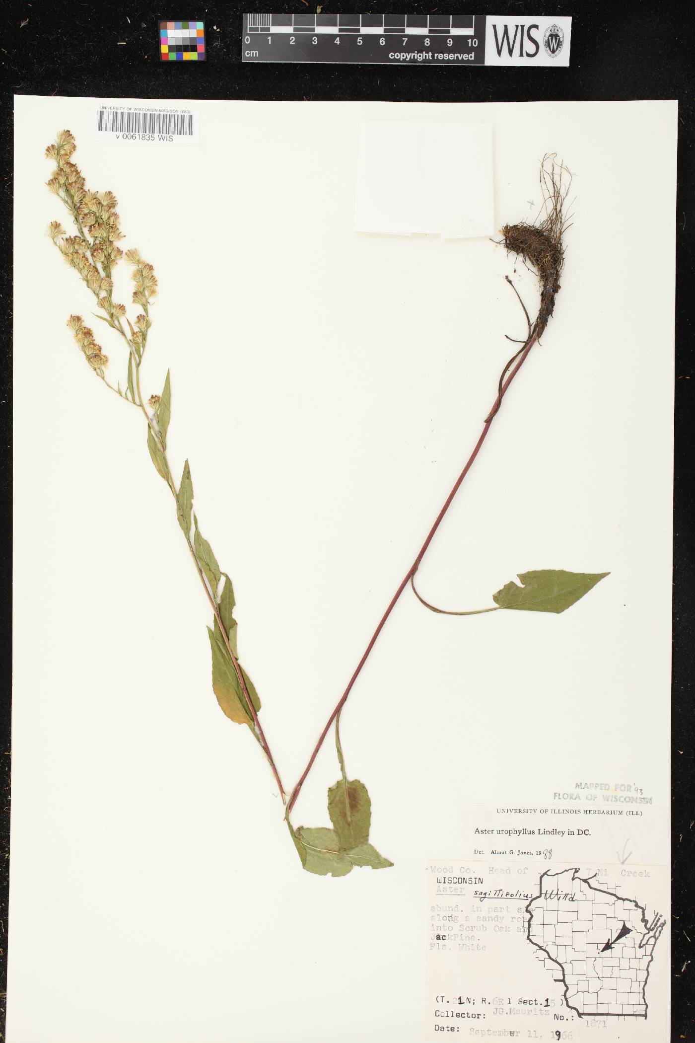 Symphyotrichum urophyllum image