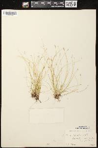 Image of Carex leptalea
