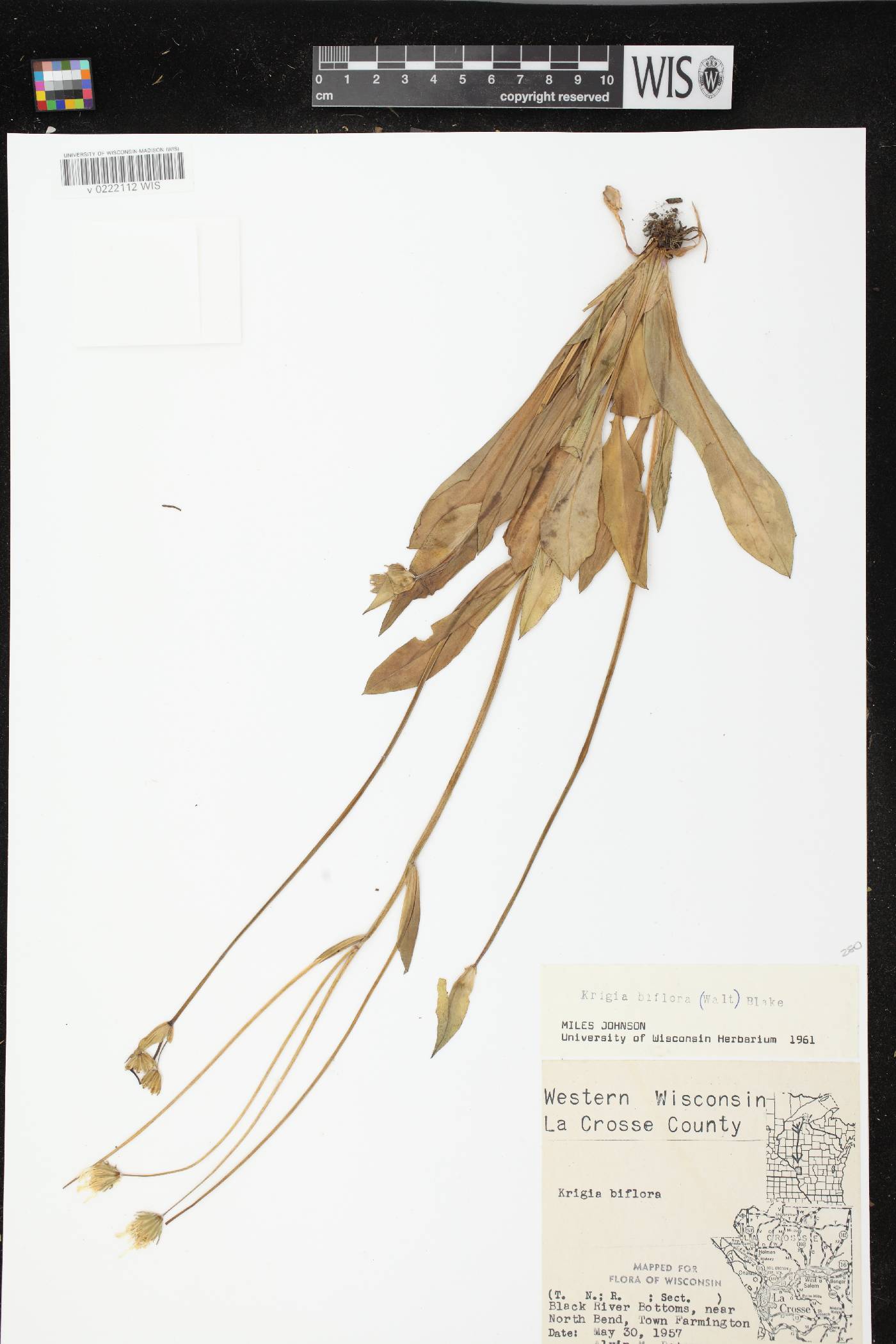 Krigia biflora subsp. biflora image