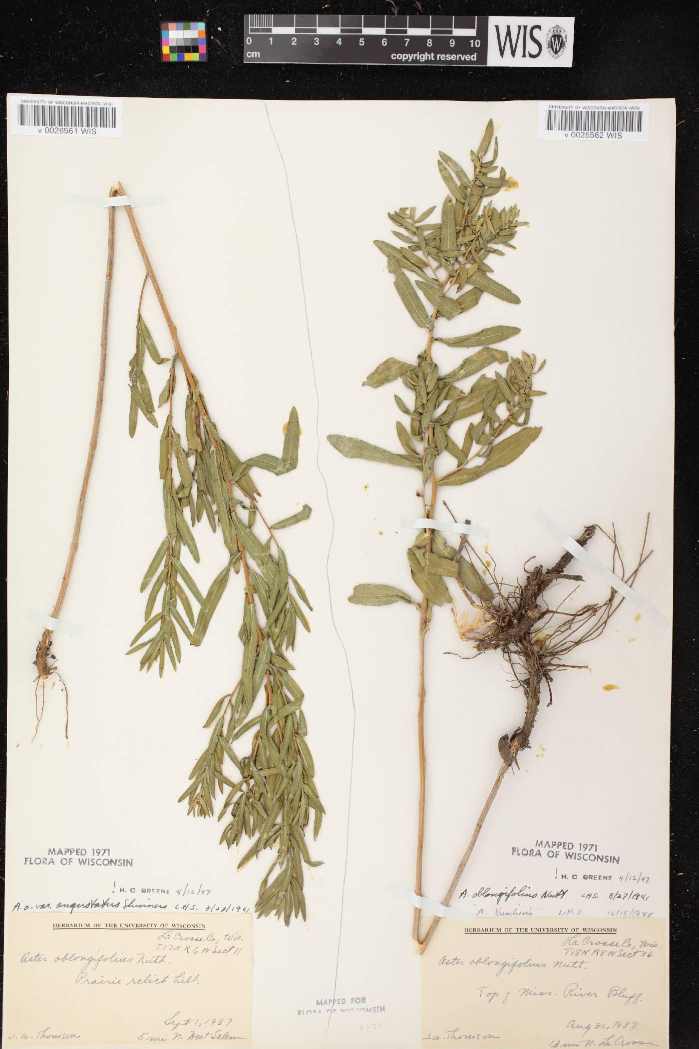 Symphyotrichum oblongifolium image