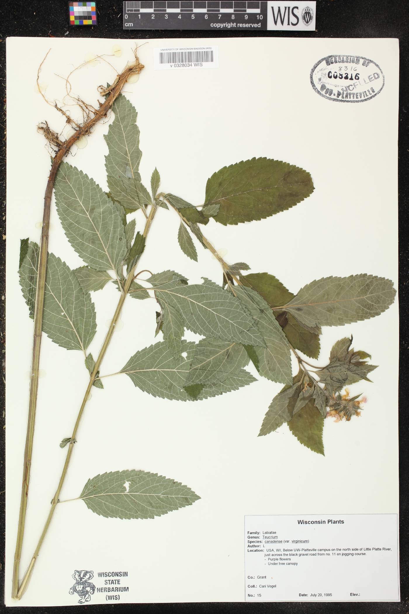 Teucrium canadense image