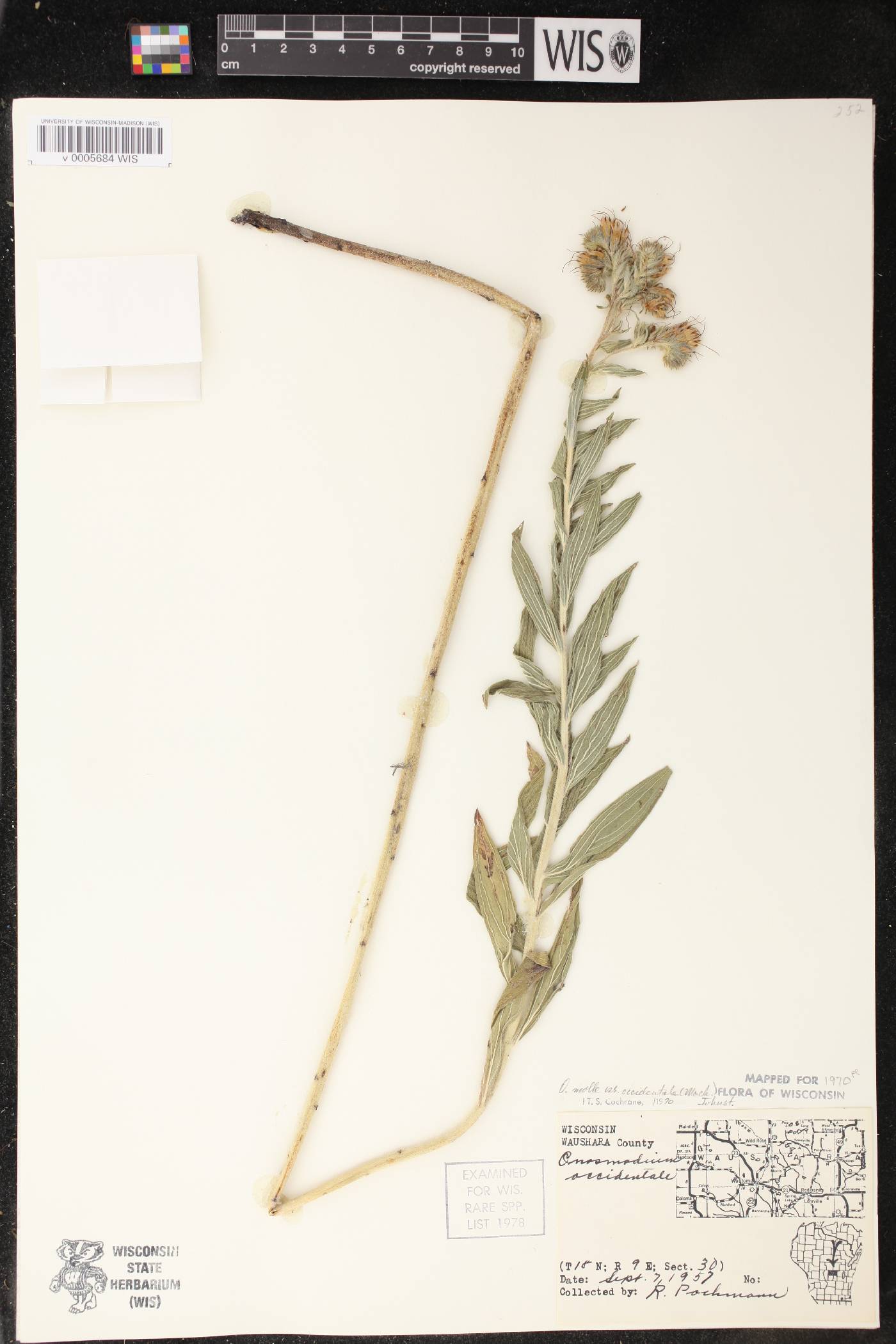 Lithospermum occidentale image