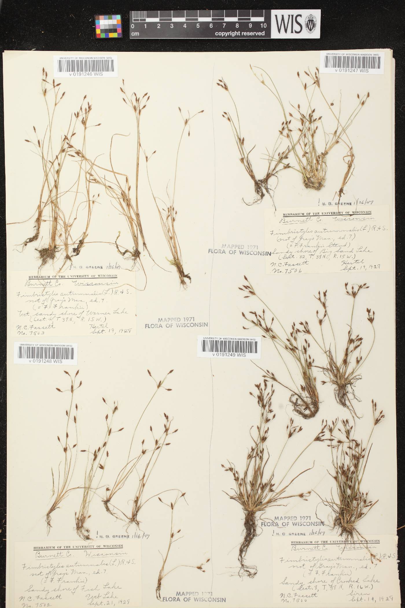 Fimbristylis autumnalis image