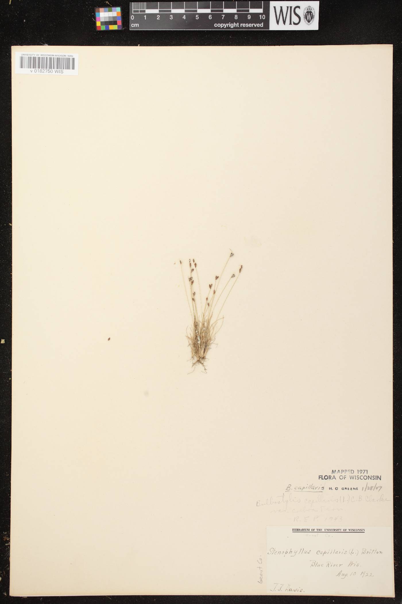 Bulbostylis capillaris image
