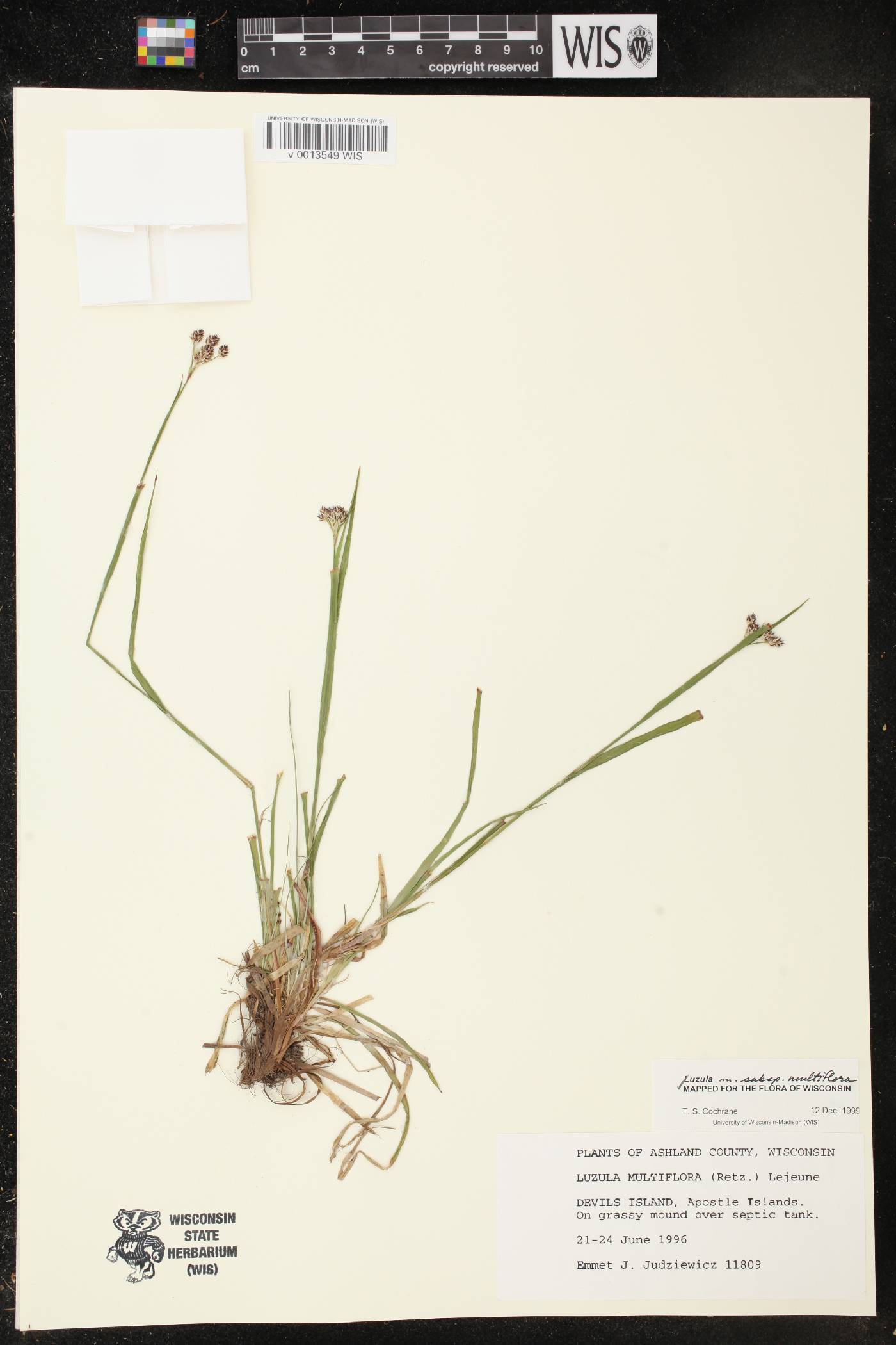 Luzula multiflora image