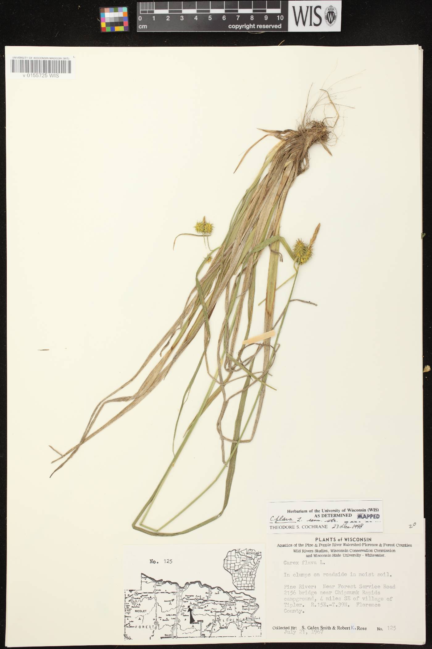 Carex flava image