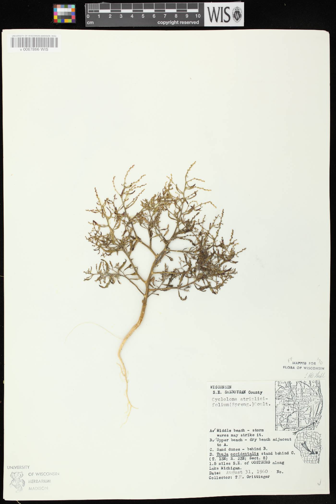 Cycloloma atriplicifolium image