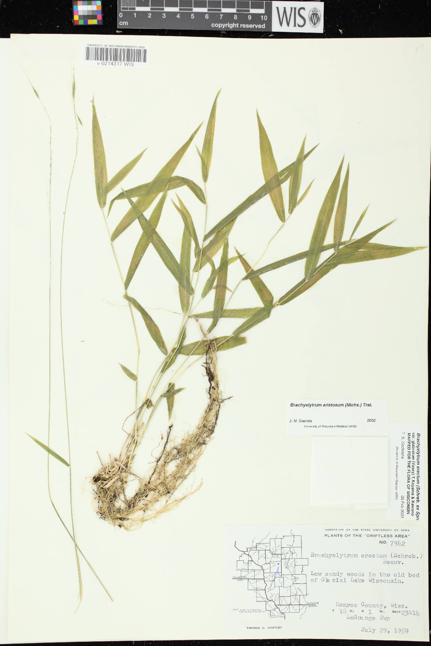 Brachyelytrum aristosum image
