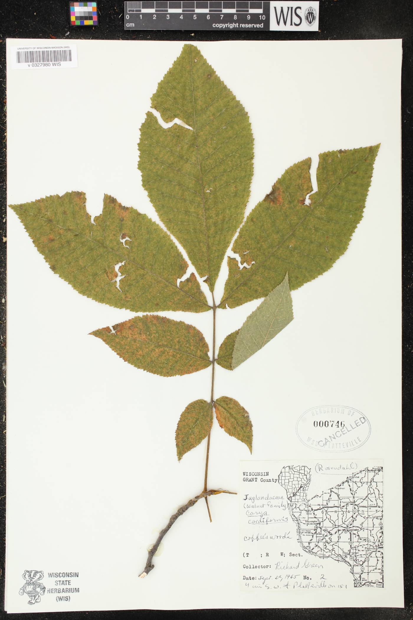 Carya cordiformis image