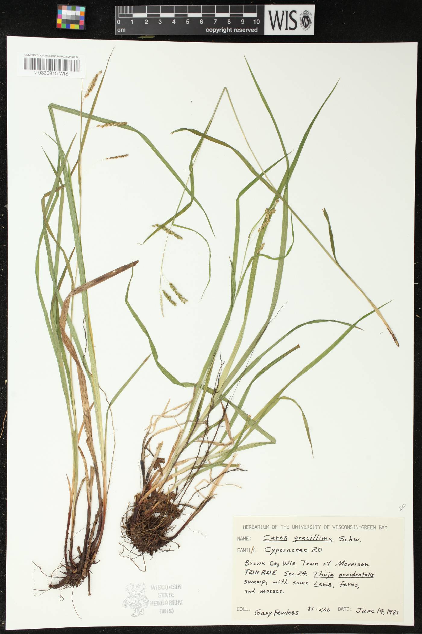 Carex gracillima image