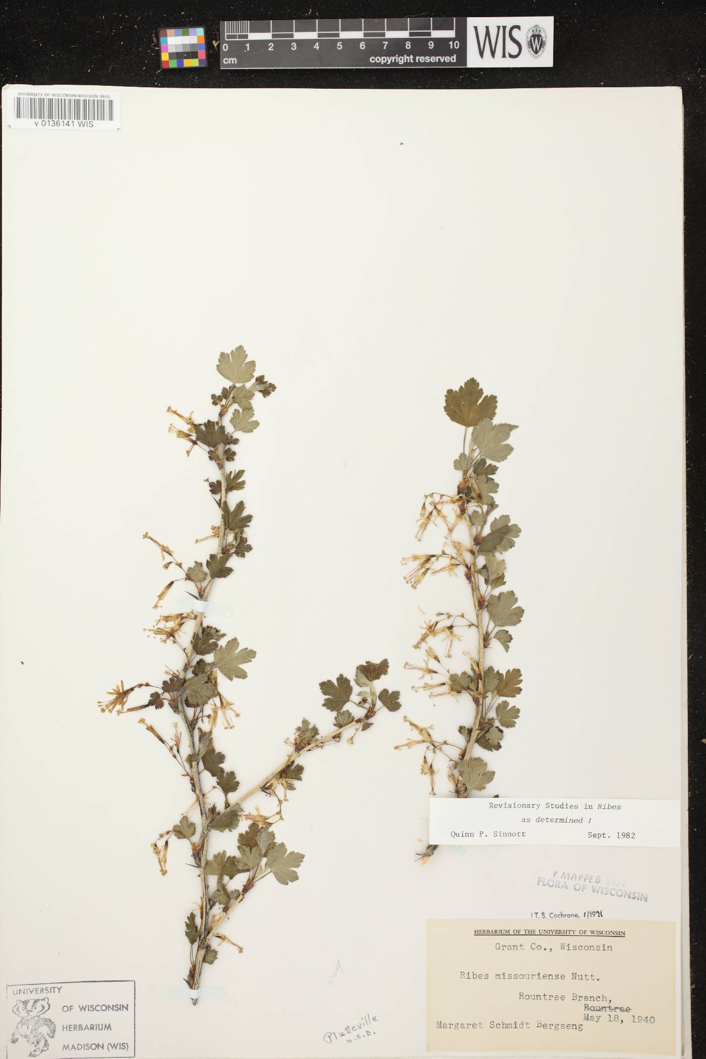 Ribes missouriense image