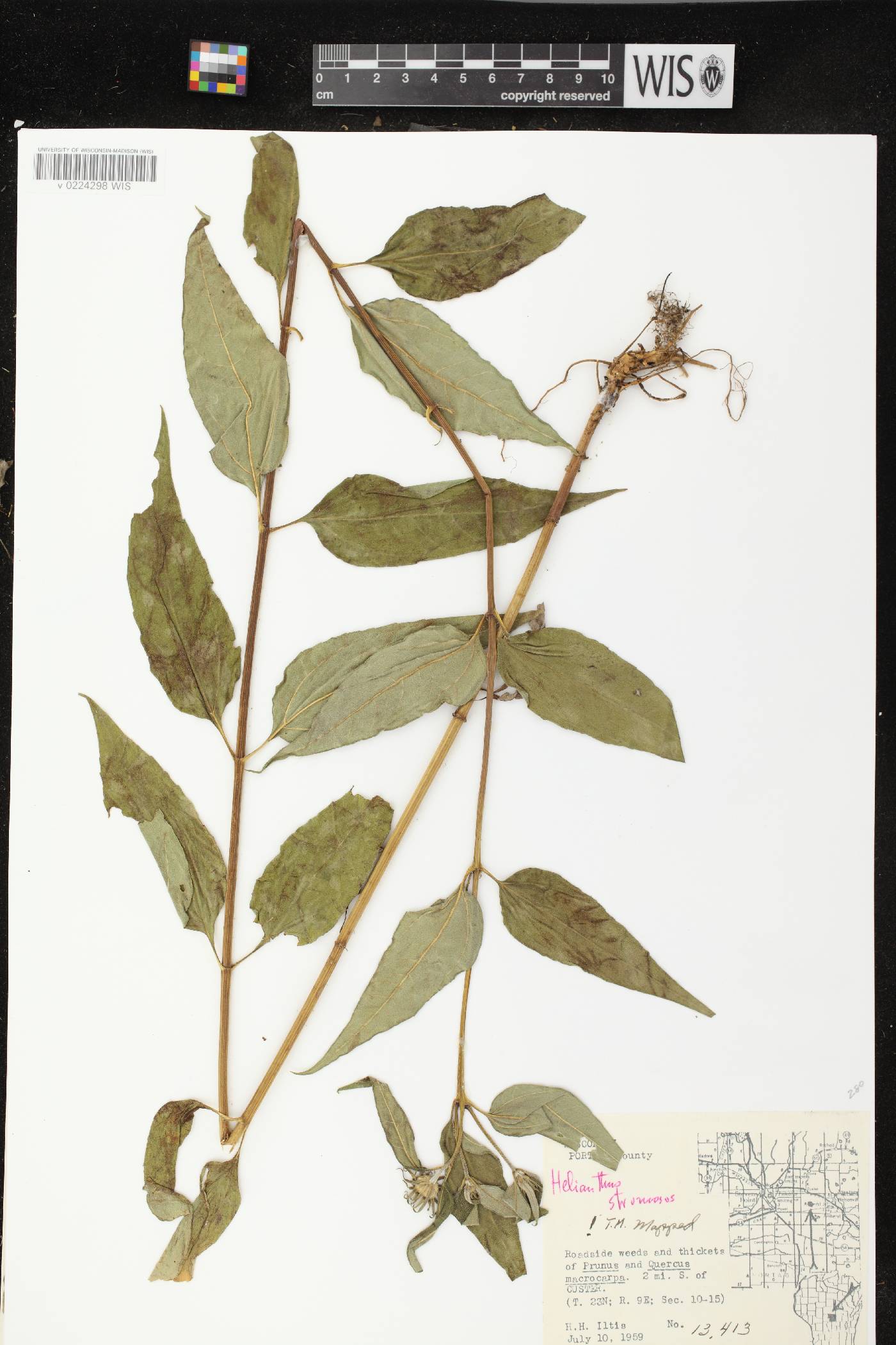 Helianthus strumosus image