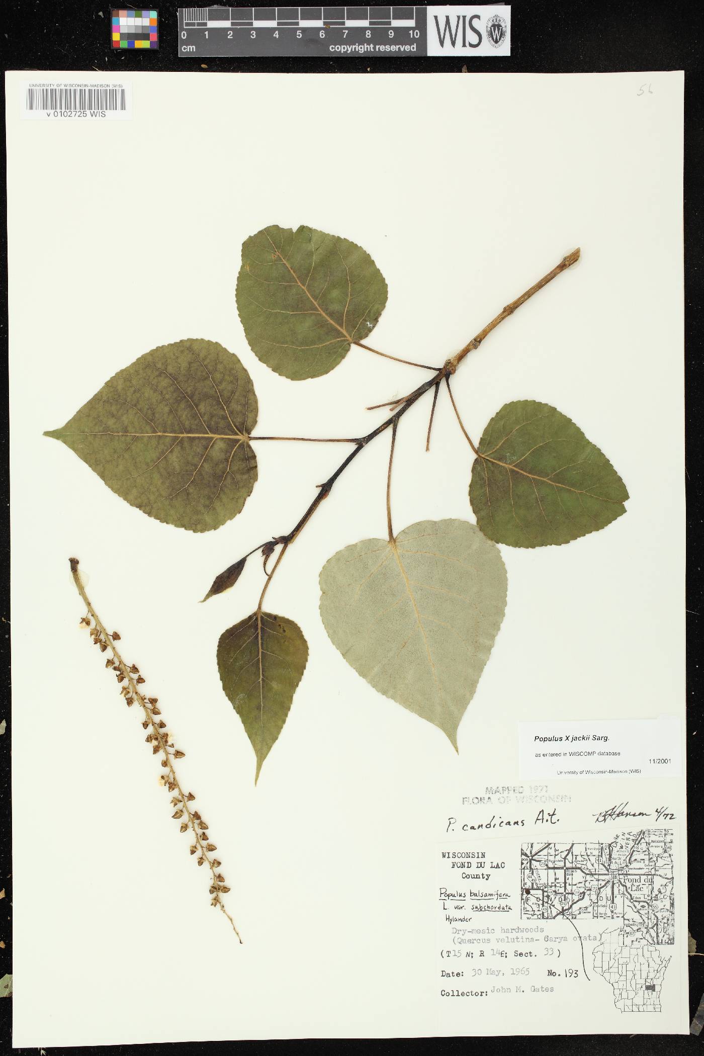 Populus x jackii image