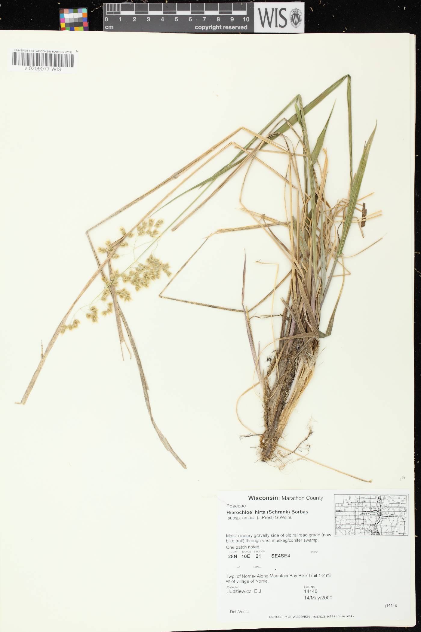 Anthoxanthum hirtum subsp. arcticum image