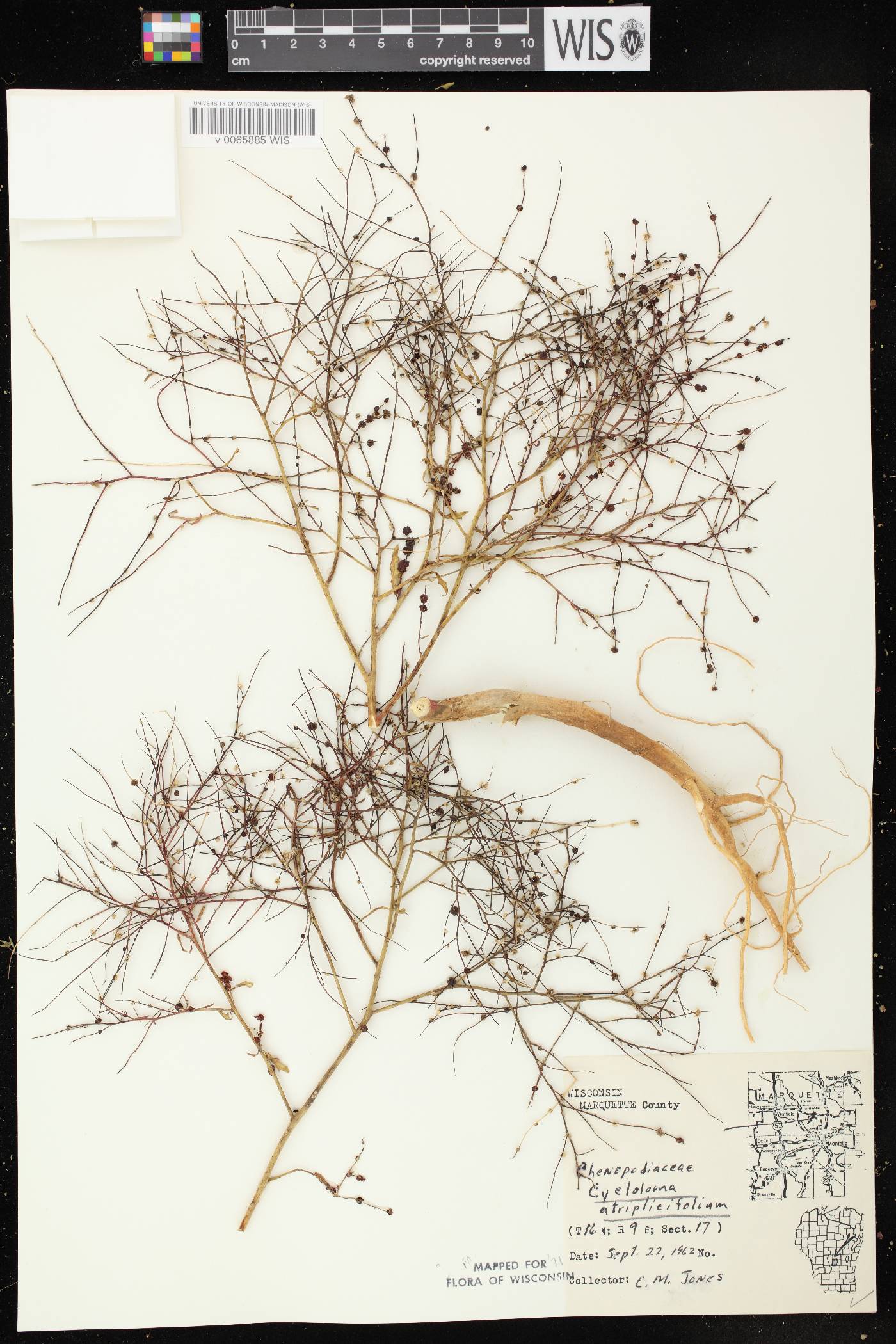 Cycloloma atriplicifolium image