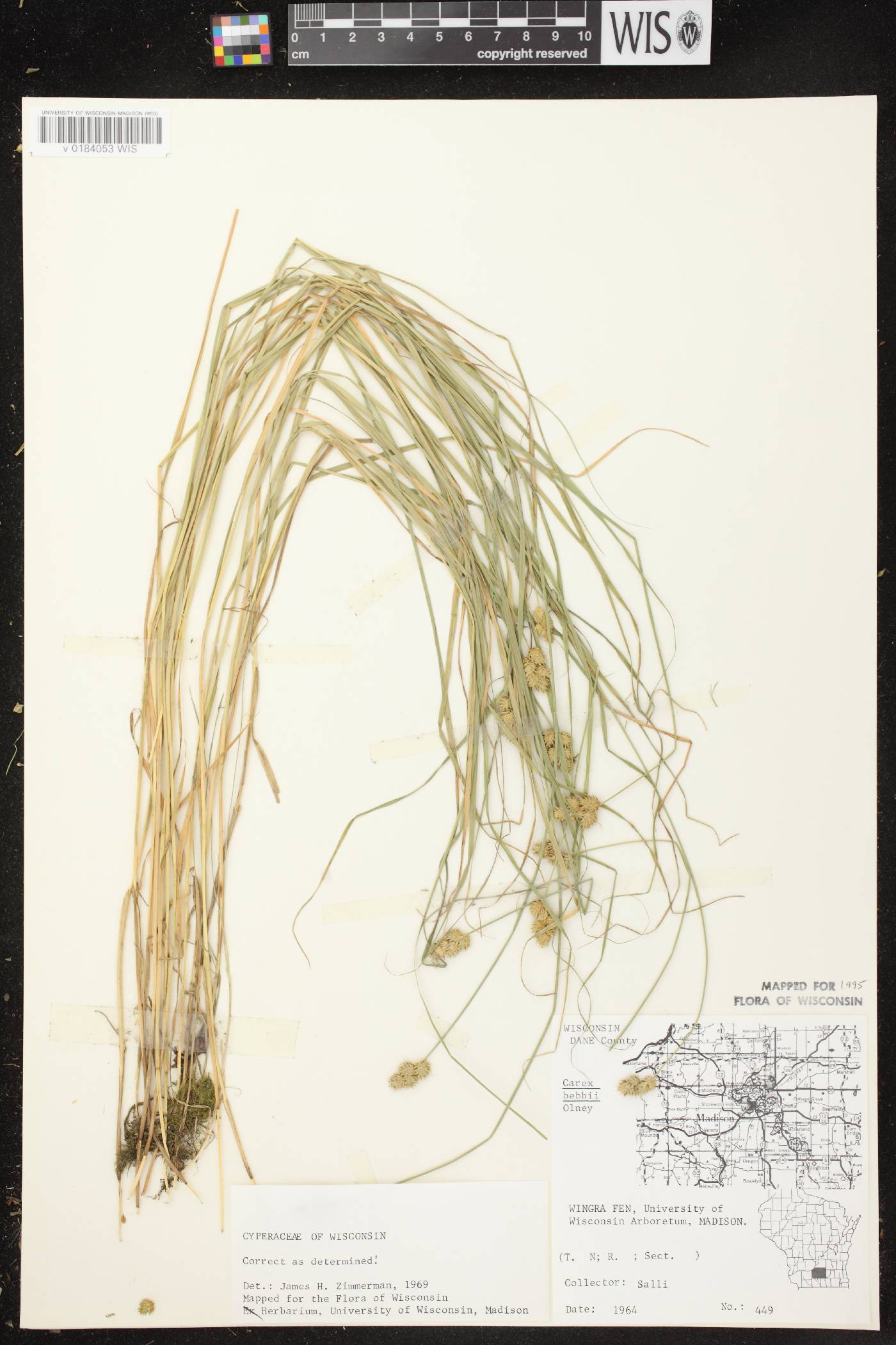 Carex bebbii image