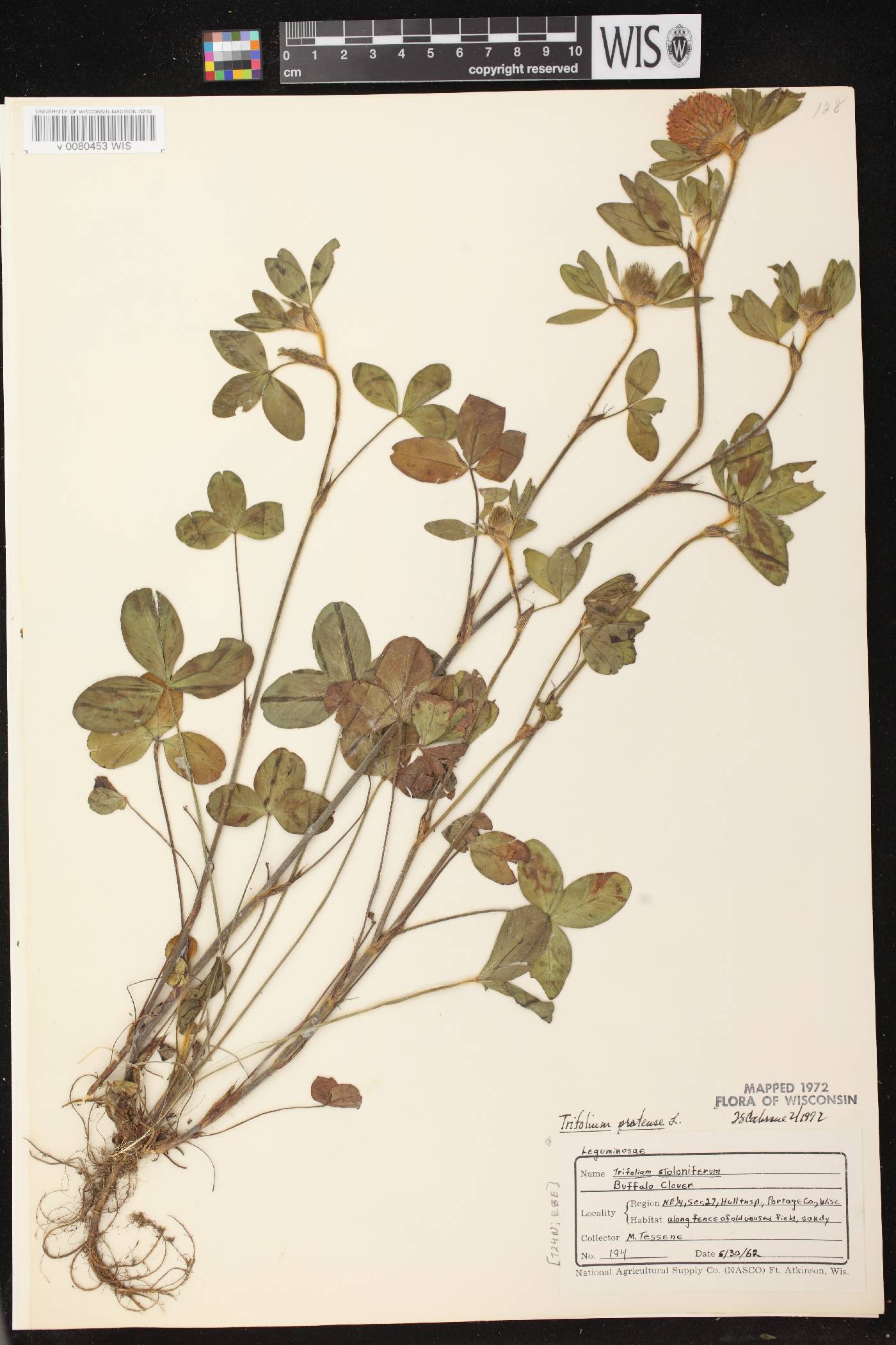 Trifolium pratense image