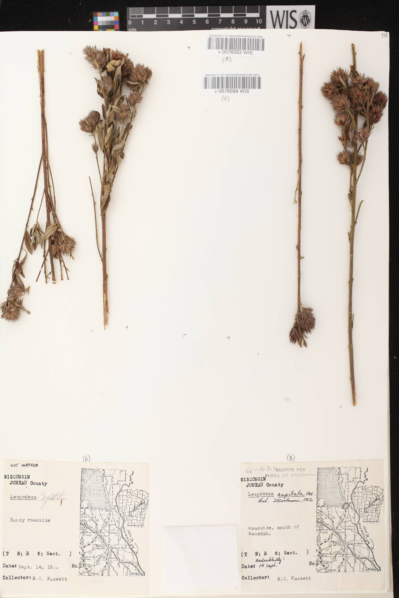 Lespedeza capitata image