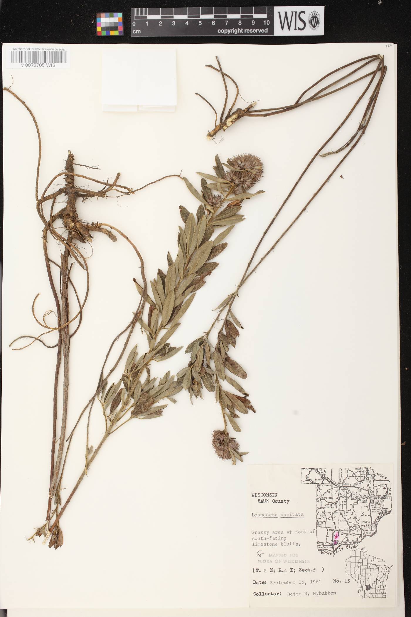 Lespedeza capitata image