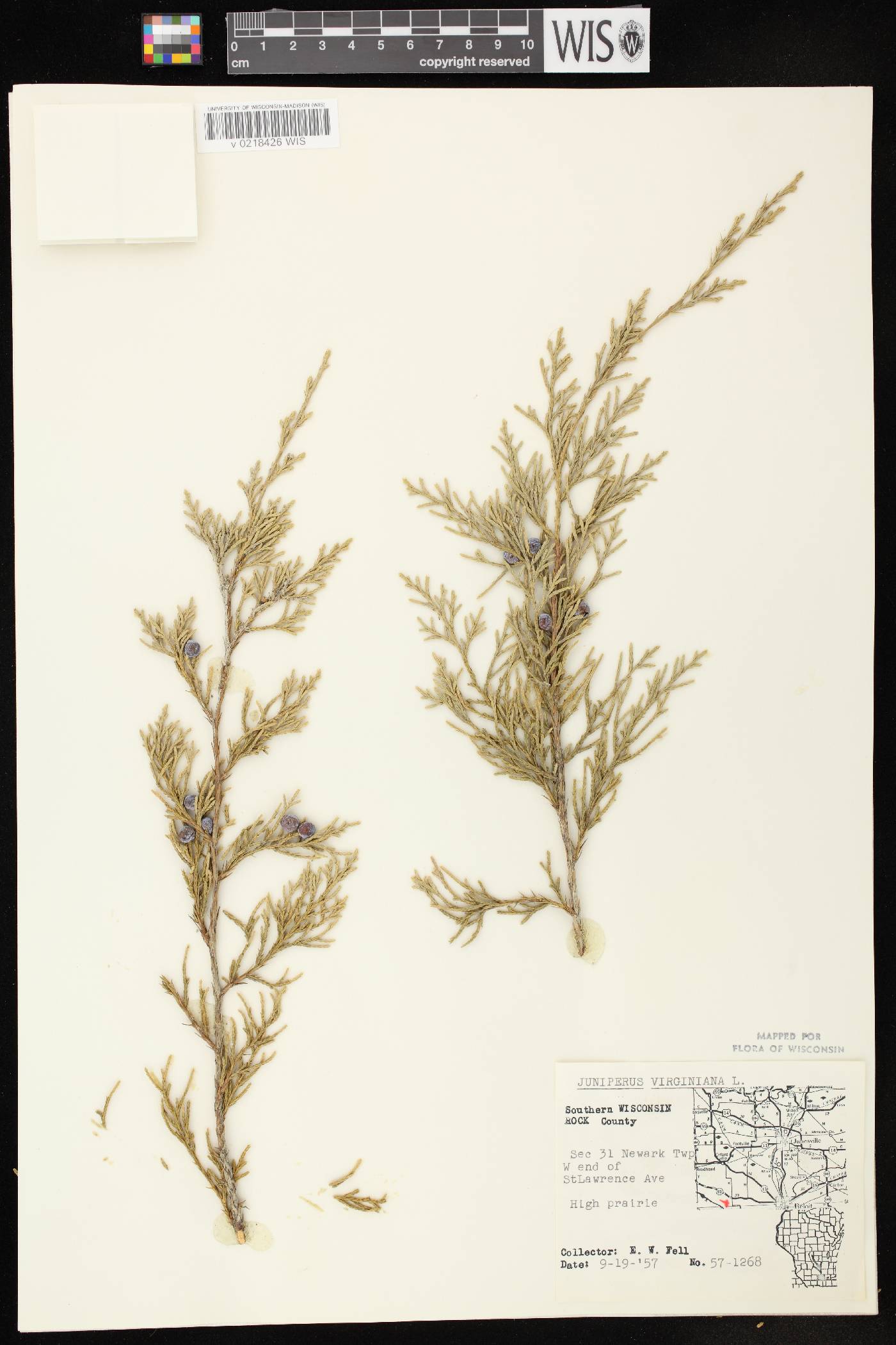 Juniperus virginiana var. virginiana image