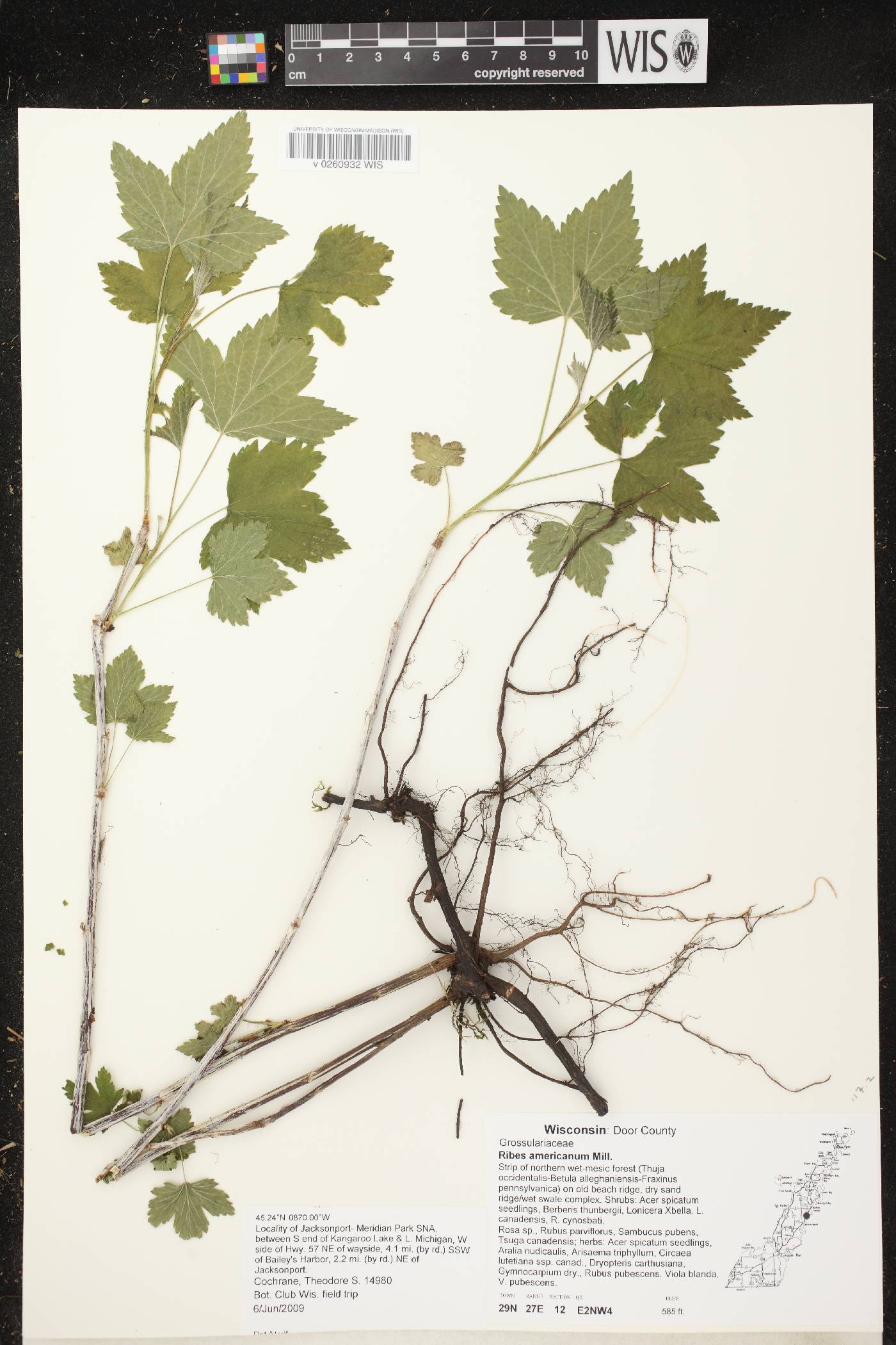 Ribes americanum image